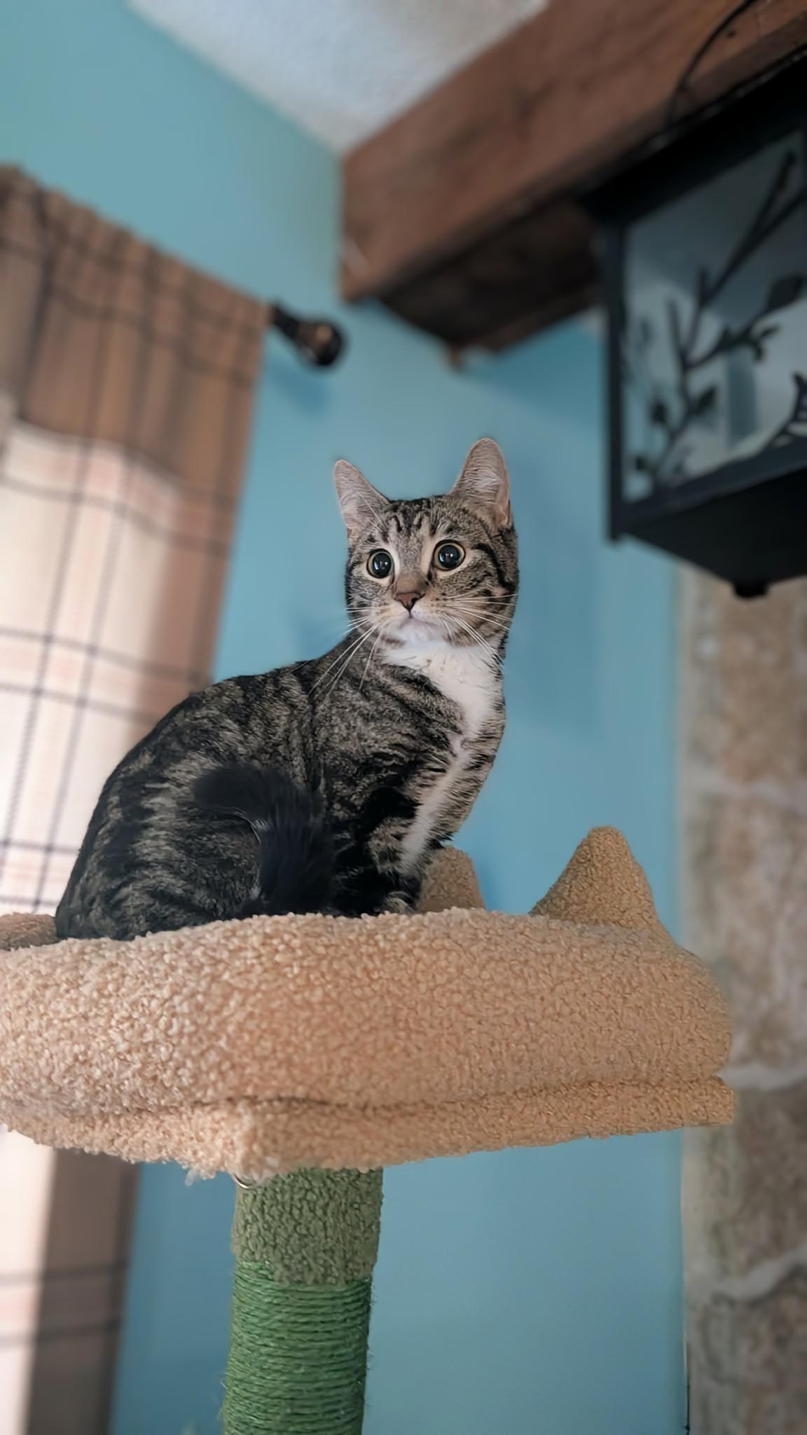 Pixie, a ADOPTABLE Domestic Short Hair in Winnipeg, MB image 5/6