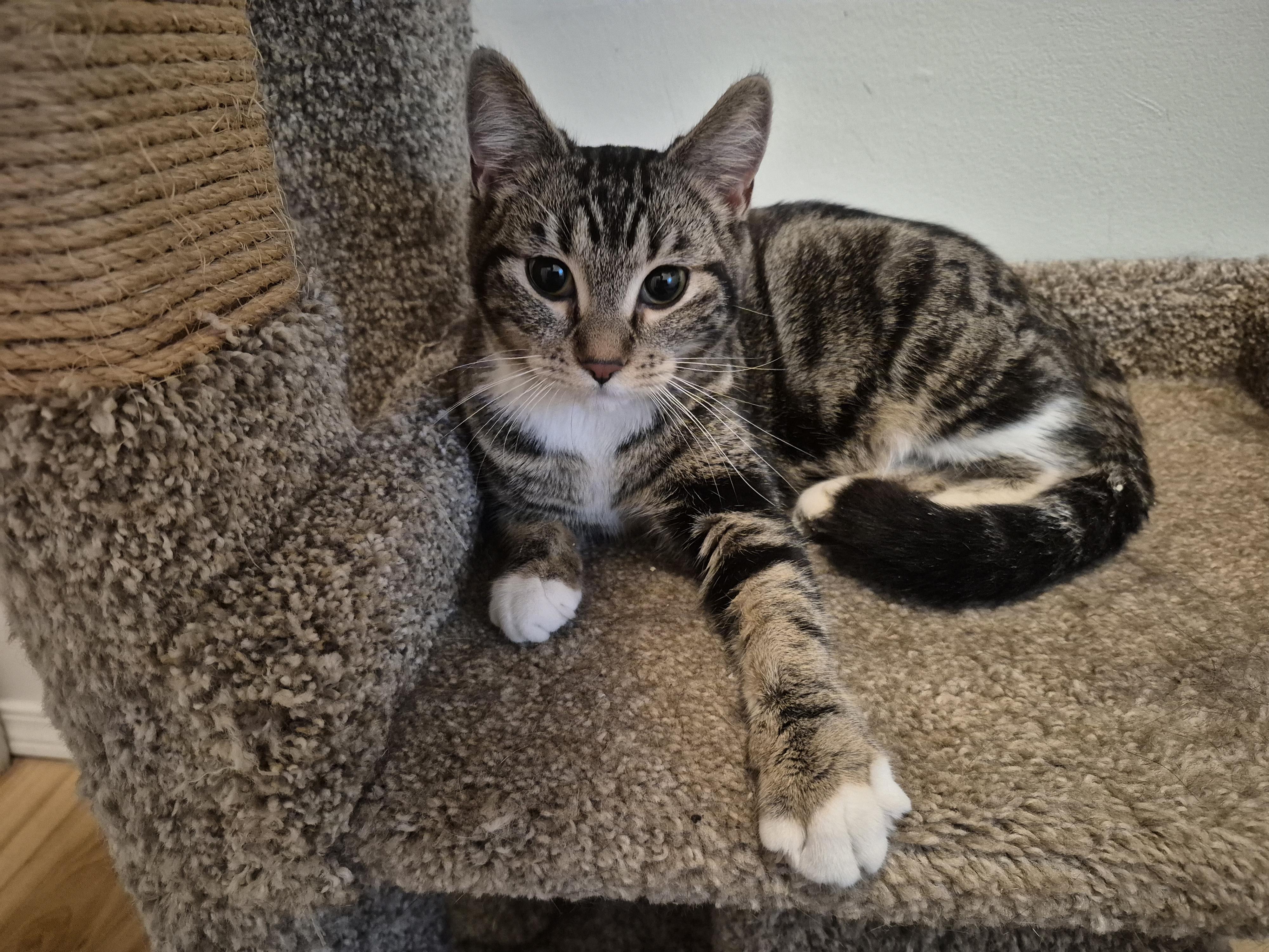 Pixie, ADOPTABLE, Kitten Male Domestic Short Hair.