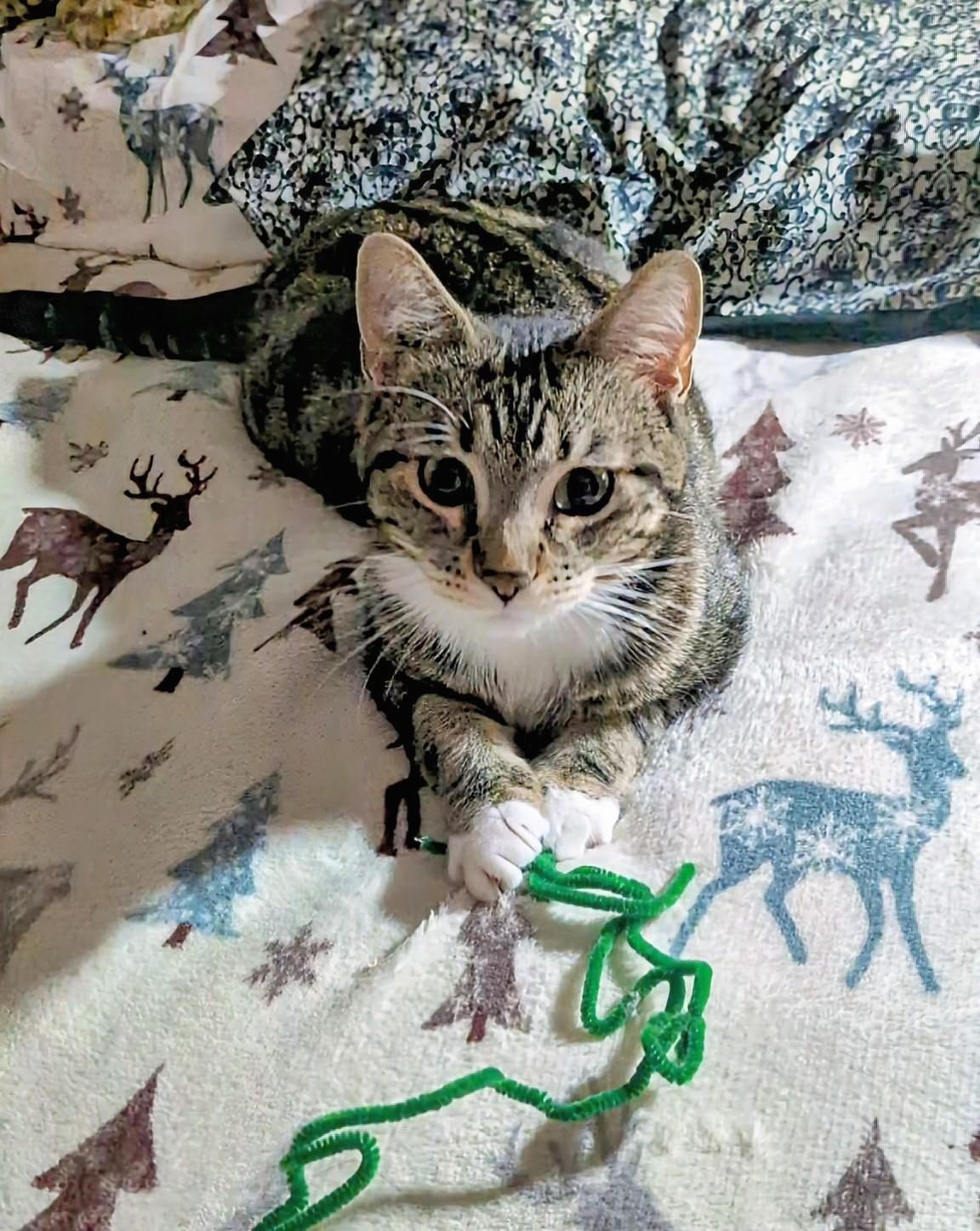 Enlarge Pixie, a ADOPTABLE Domestic Short Hair in Winnipeg, MB image 5/6