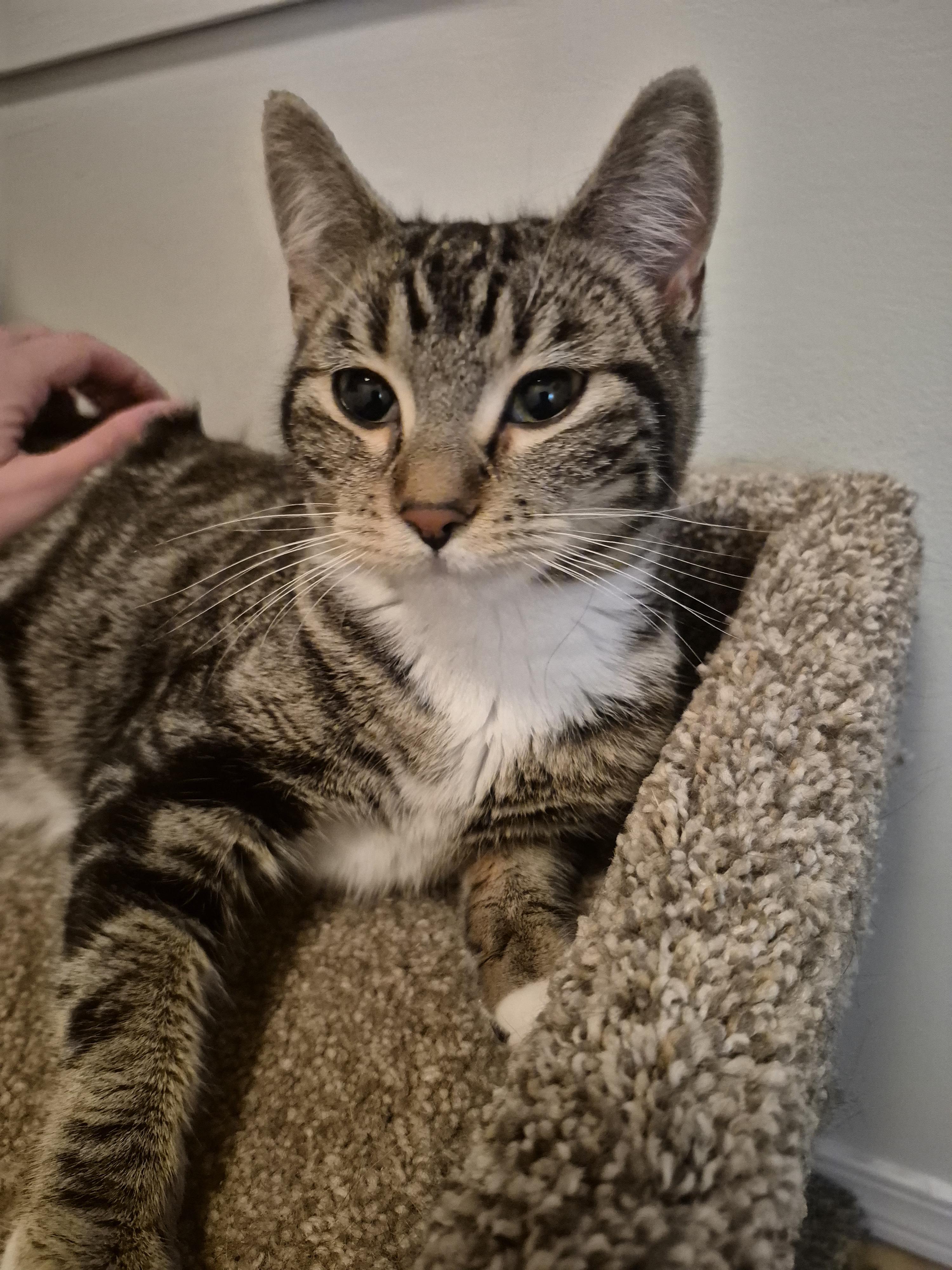 Enlarge Pixie, a ADOPTABLE Domestic Short Hair in Winnipeg, MB image 6/6