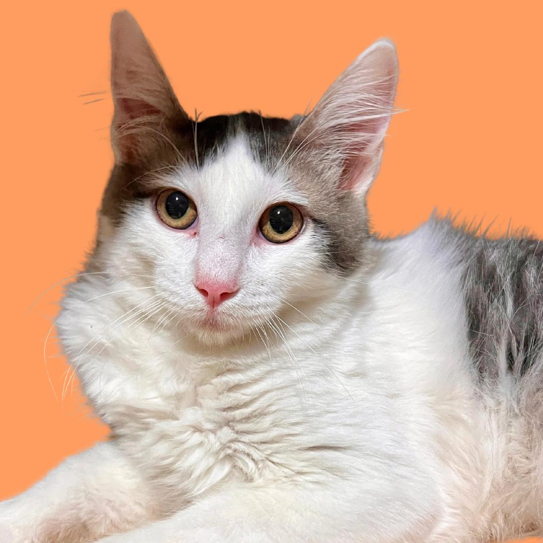 Timmy, a Adopted Domestic Short Hair in Los Angeles, CA image 4/5