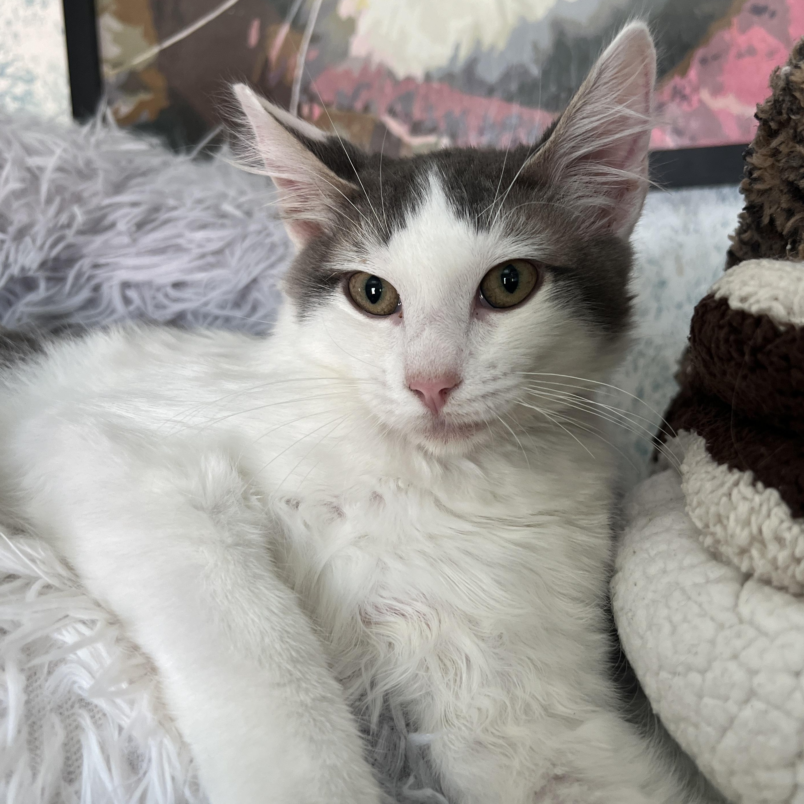 Timmy, a Adopted Domestic Short Hair in Los Angeles, CA image 2/5