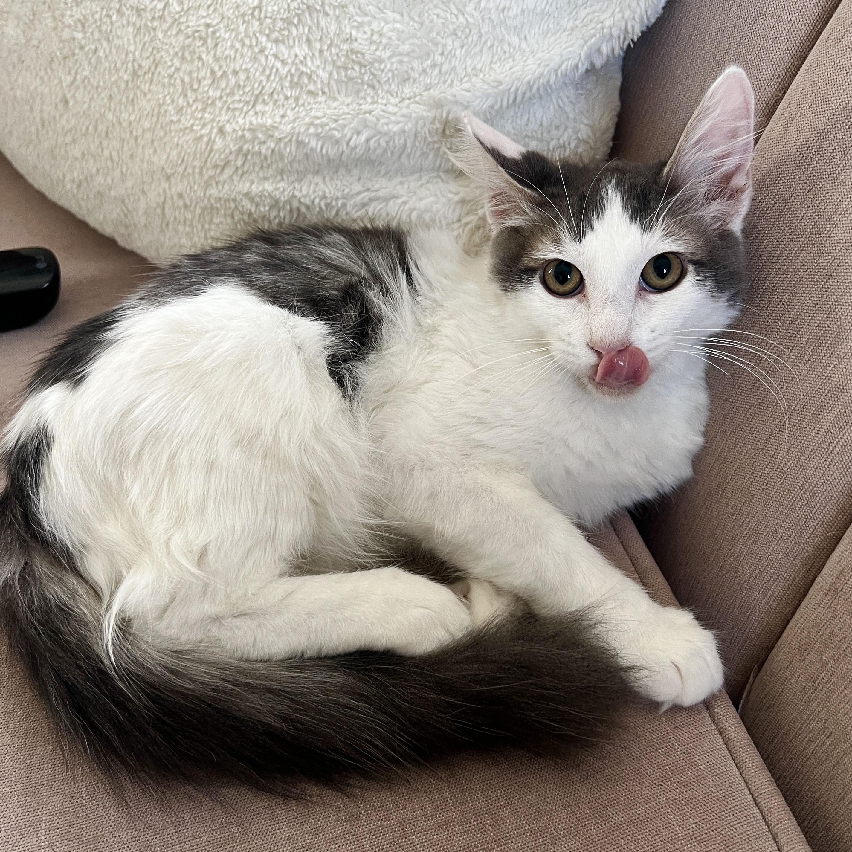 Timmy, a Adopted Domestic Short Hair in Los Angeles, CA image 3/5