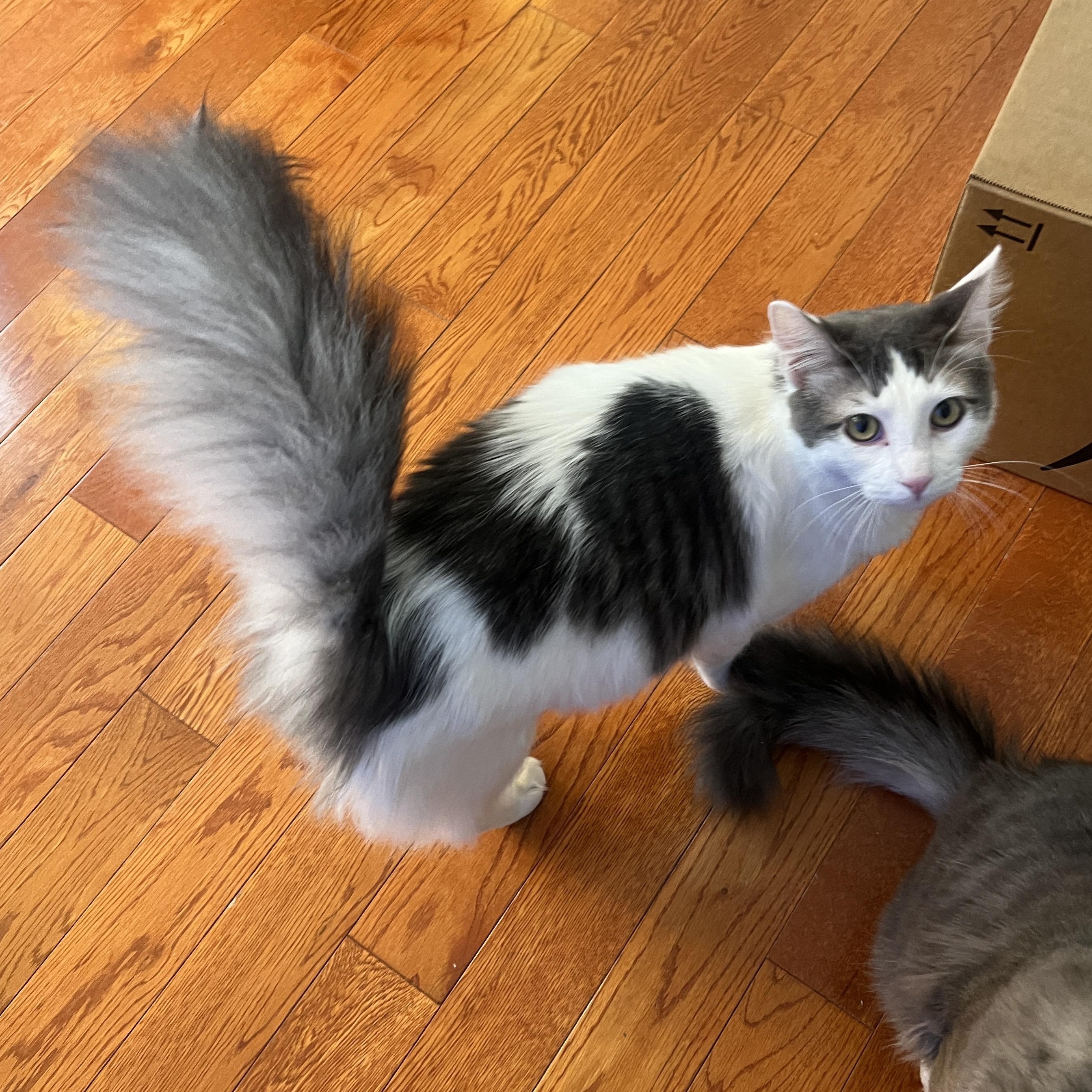 Timmy, a Adopted Domestic Short Hair in Los Angeles, CA image 5/5