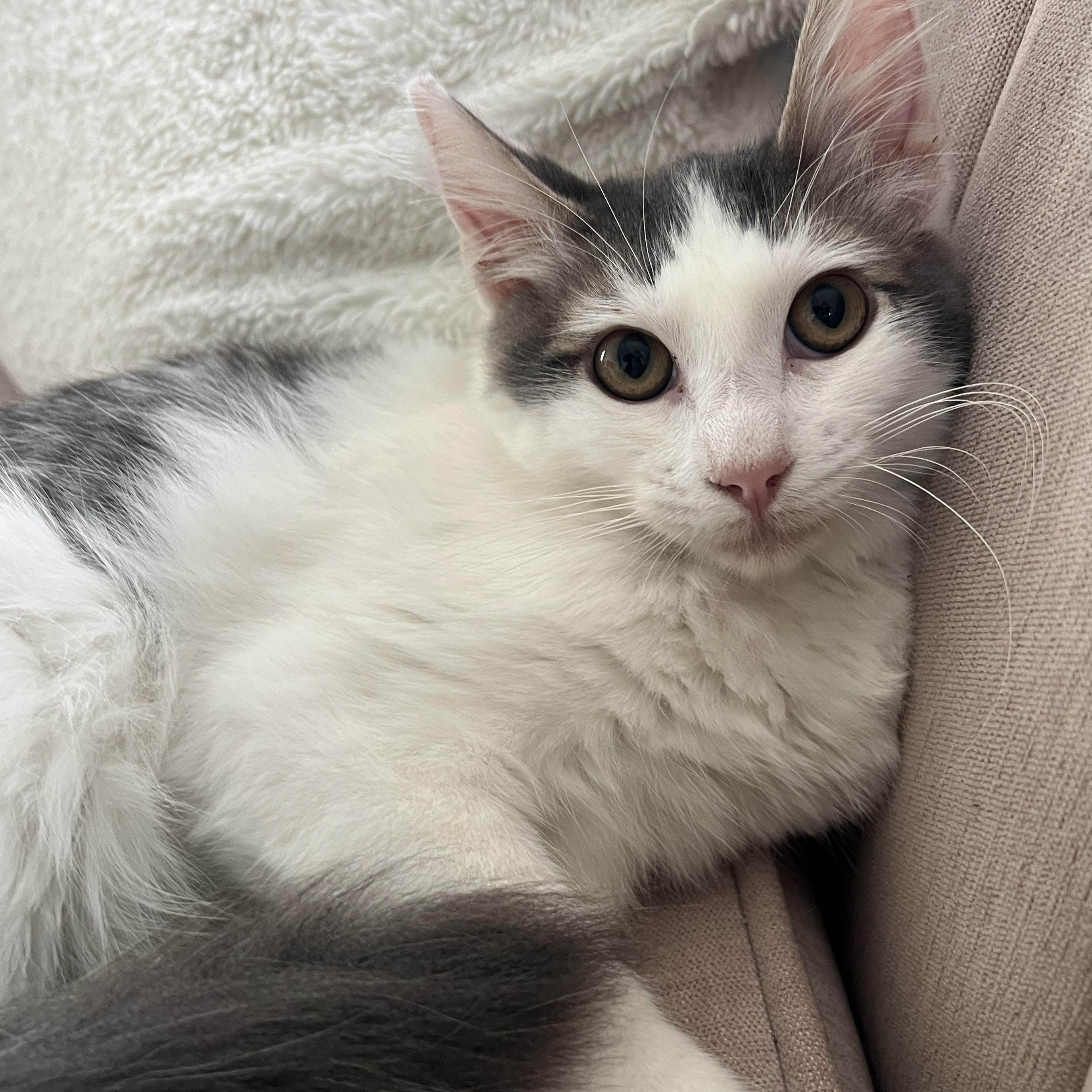 Timmy, Adopted, Young Male Domestic Short Hair.