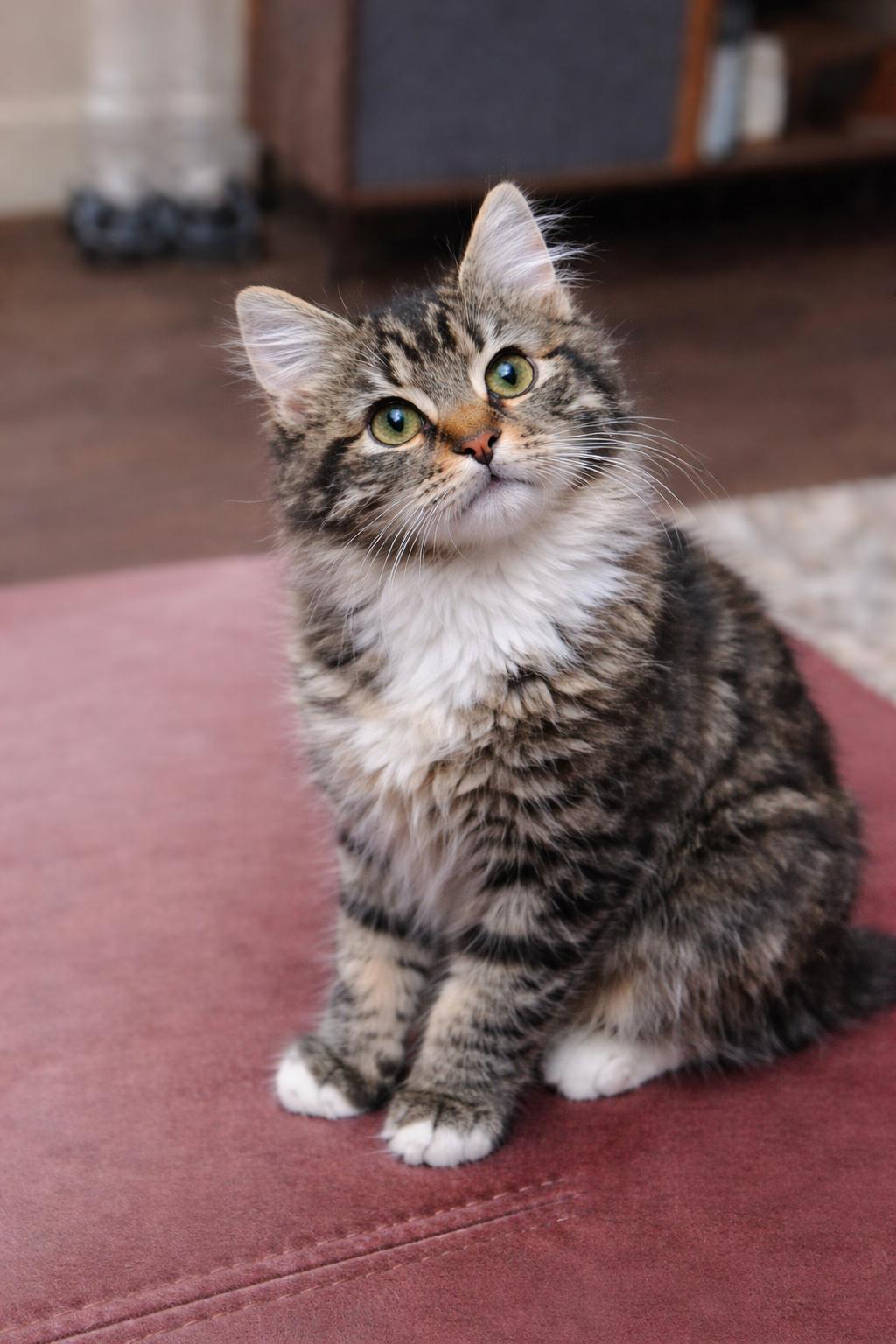 Cathy and Andrea, adopted, Kitten Female Domestic Medium Hair.