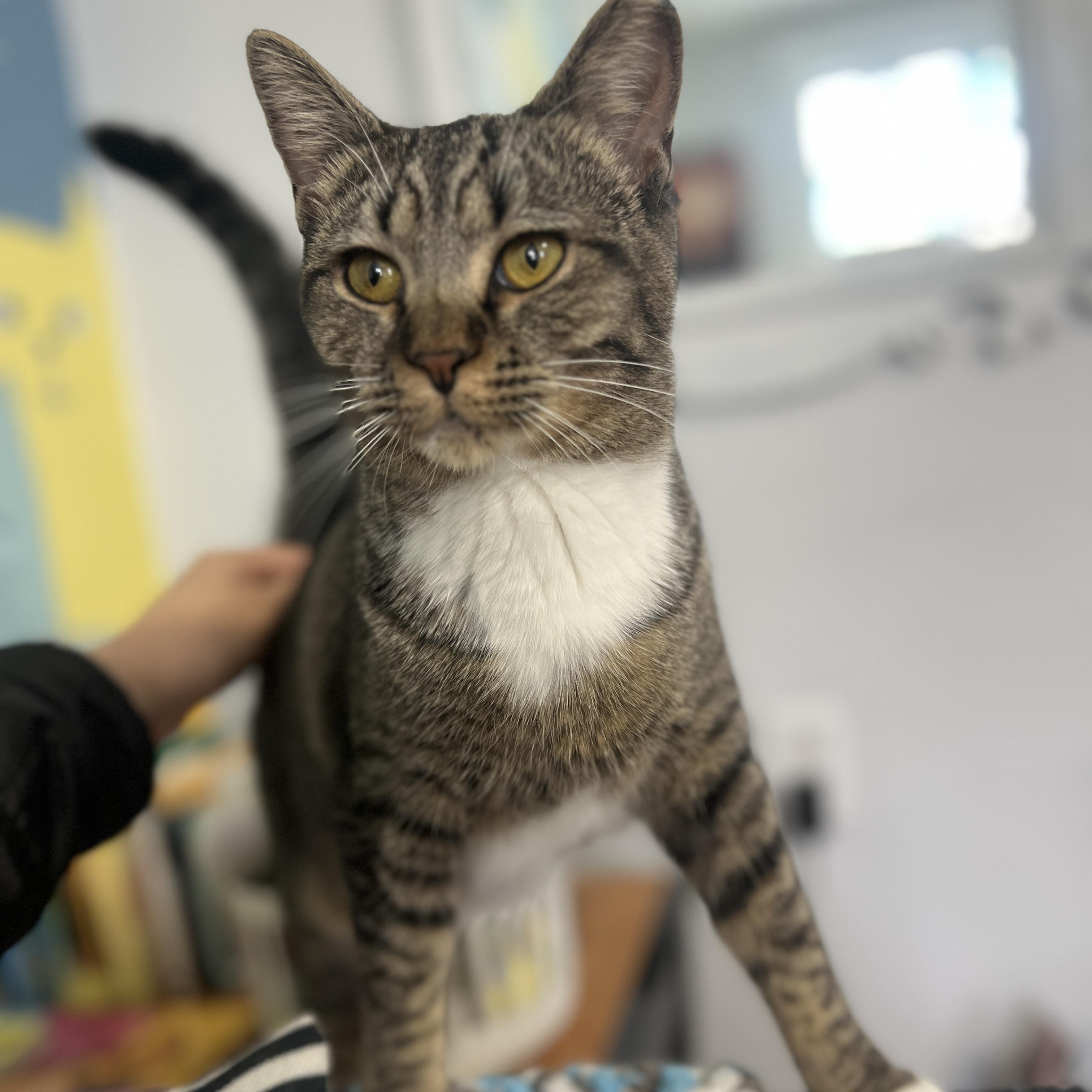 Biscuit, adopted, Young Female Domestic Short Hair.