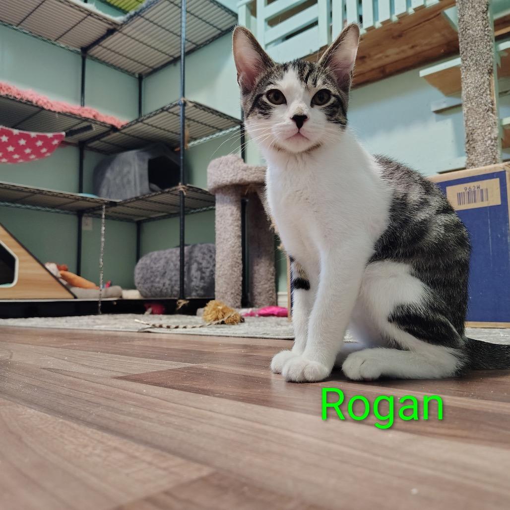 Enlarge Rogan, a Adoptable Domestic Short Hair in Spokane, WA image 1/1