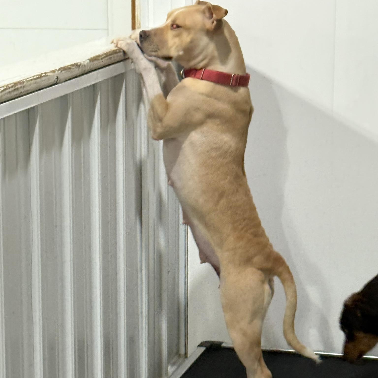 Felicity, Adoptable, Adult Female Mixed Breed.