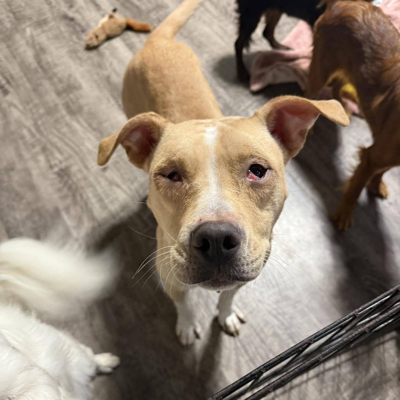 Enlarge Felicity, a Adoptable Mixed Breed in Alma, MI image 2/2