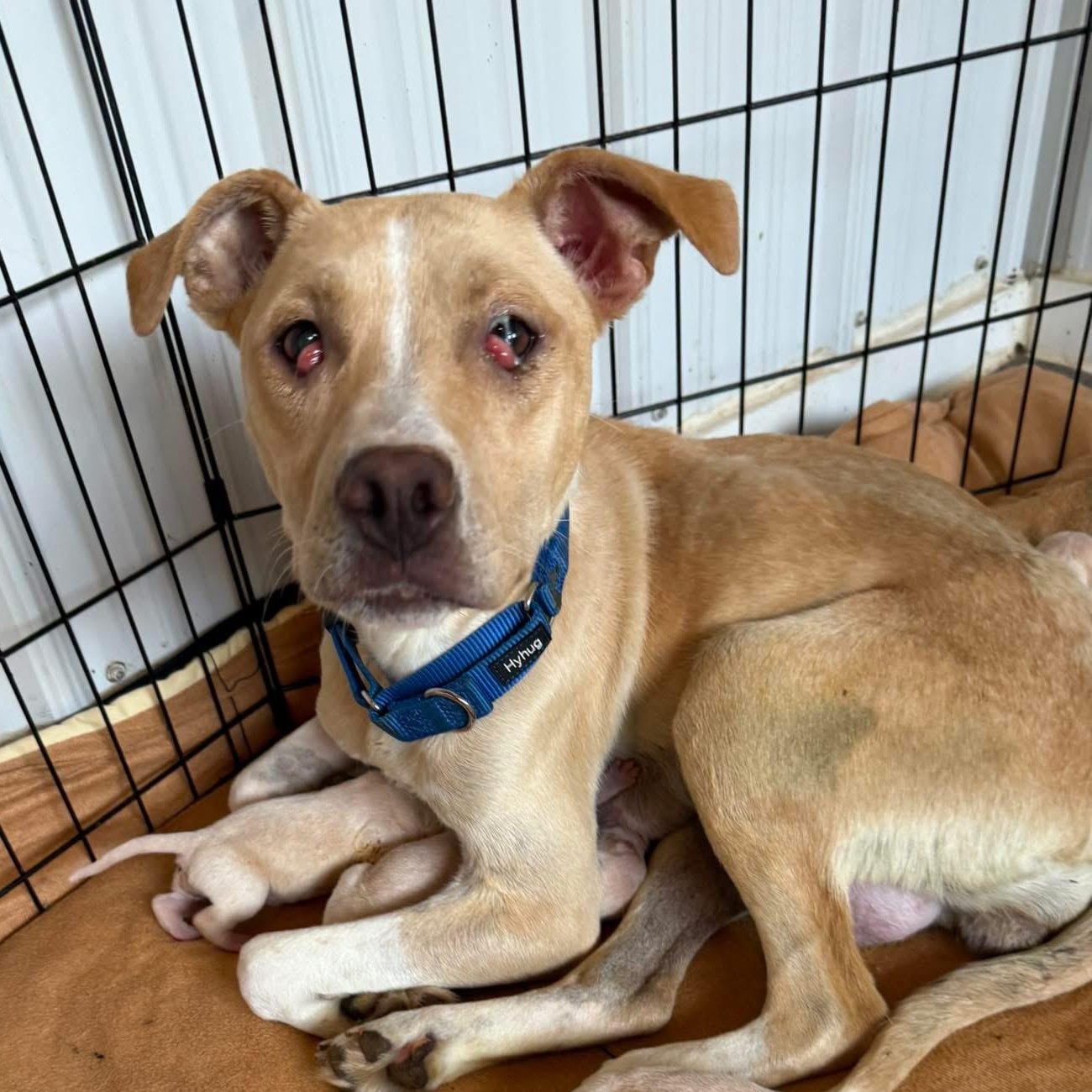 Felicity, Adoptable, Adult Female Mixed Breed.