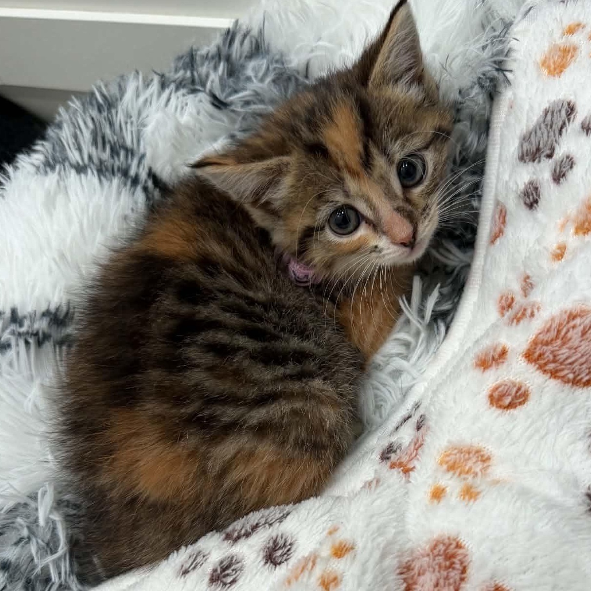 Rachel, Adopted, Kitten Female Calico.