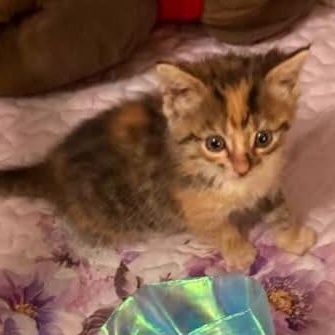 Enlarge Rachel, a Adopted Calico in St. Marys, WV image 3/3