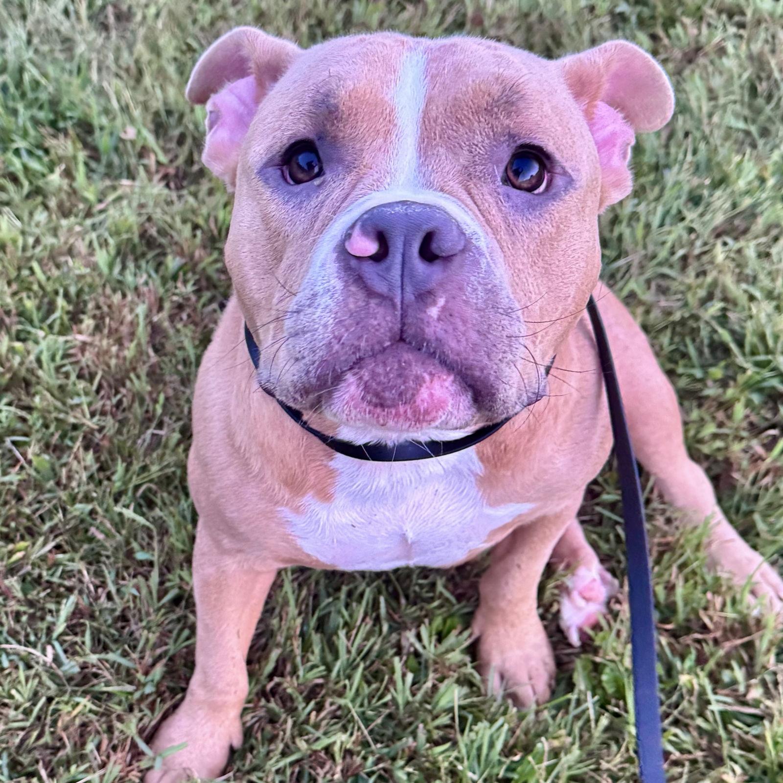 Morticia, Adopted, Adult Female American Staffordshire Terrier.