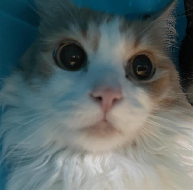 Enlarge PRINCESS, a Adoptable Domestic Long Hair in Auburn, CA image 1/1