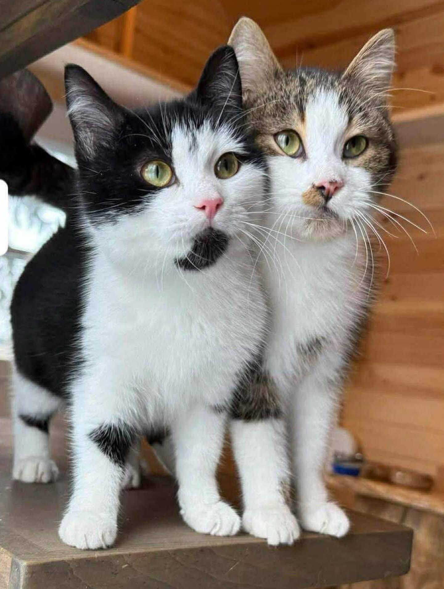 Enlarge Twist, a ADOPTABLE mixed breed in Newmarket, ON image 5/6