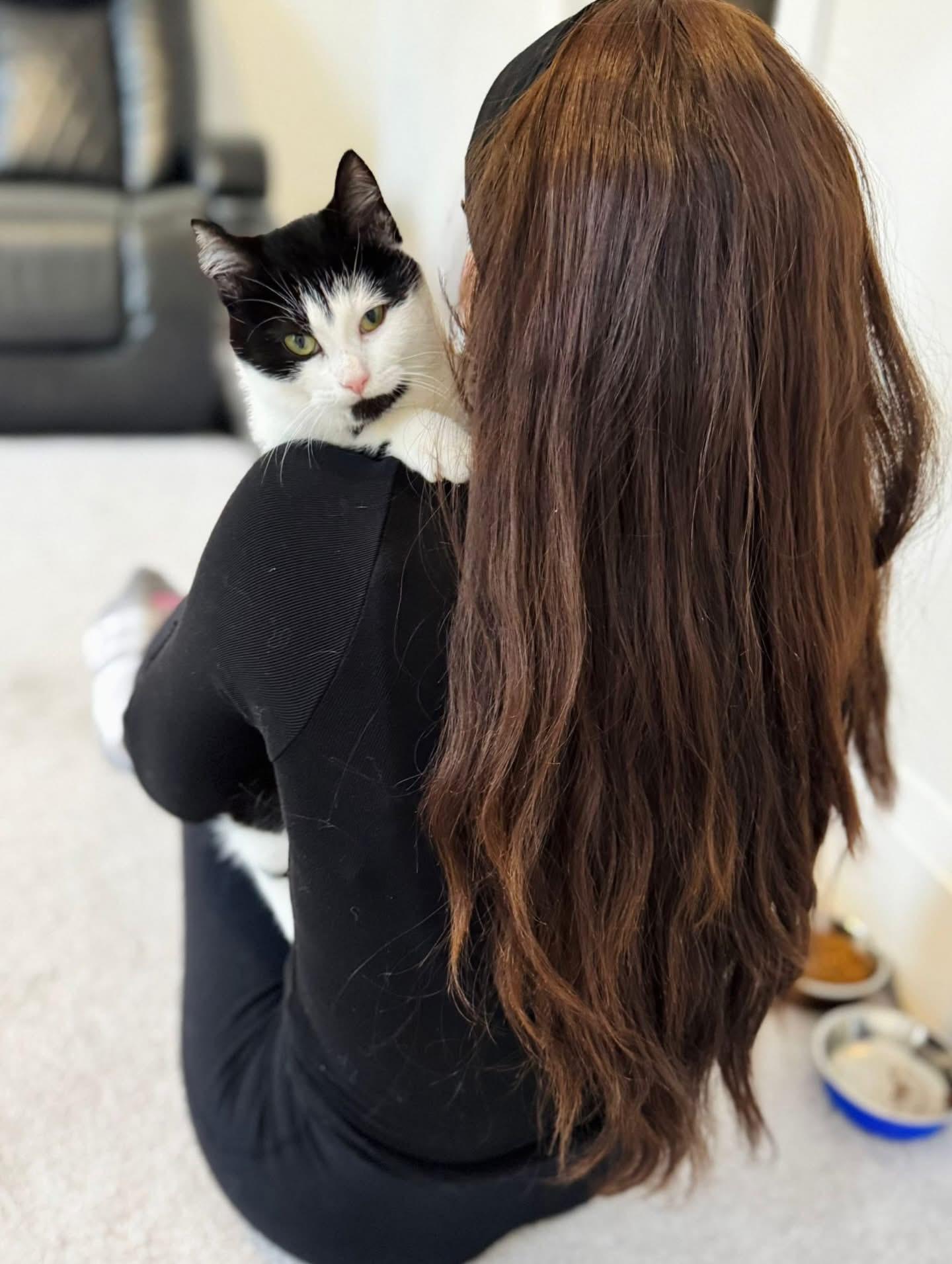 Twist, ADOPTABLE, Kitten Female Tuxedo.