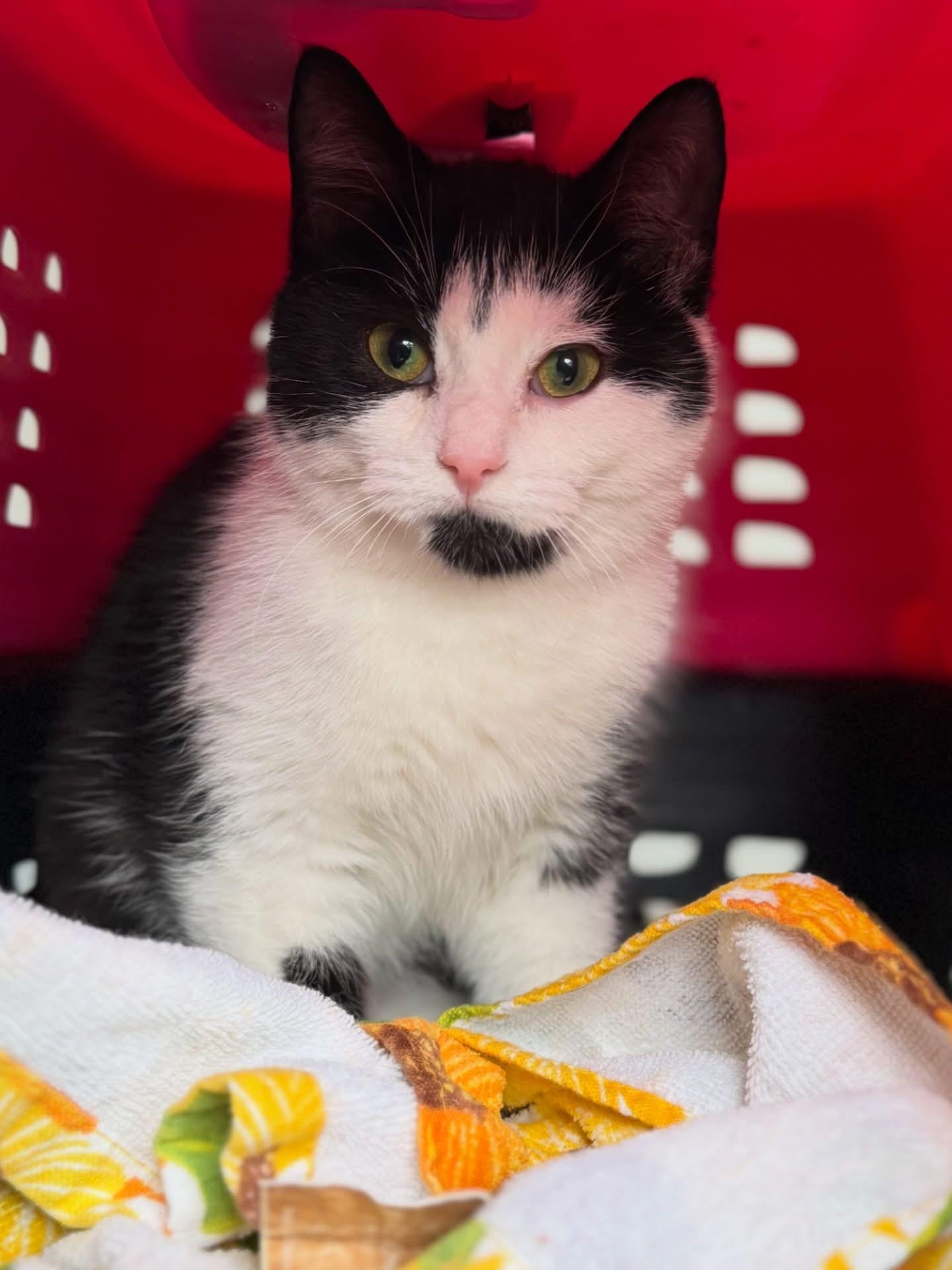 Enlarge Twist, a ADOPTABLE mixed breed in Newmarket, ON image 2/6