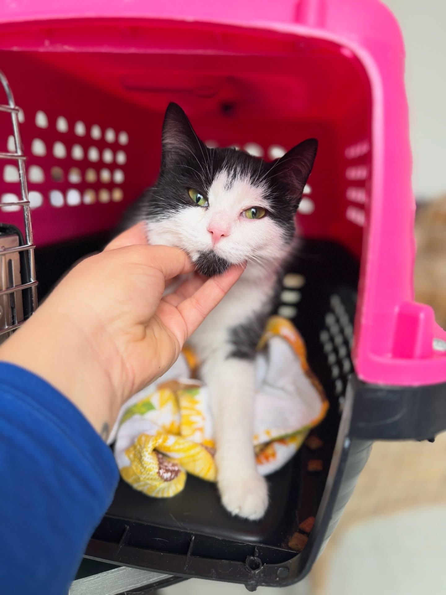 Enlarge Twist, a ADOPTABLE mixed breed in Newmarket, ON image 3/6