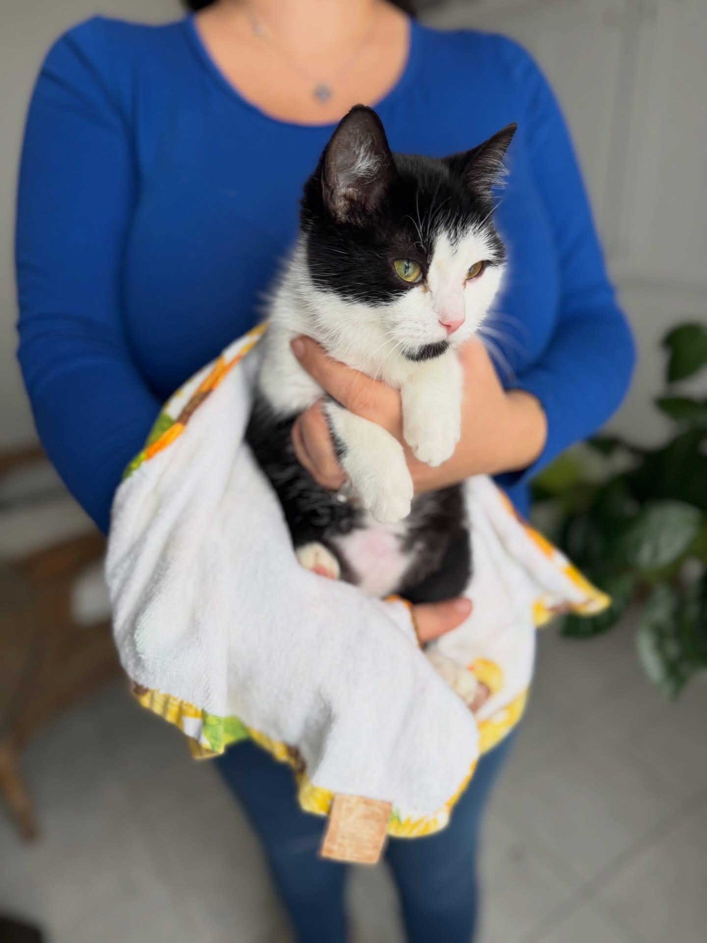 Enlarge Twist, a ADOPTABLE mixed breed in Newmarket, ON image 4/6