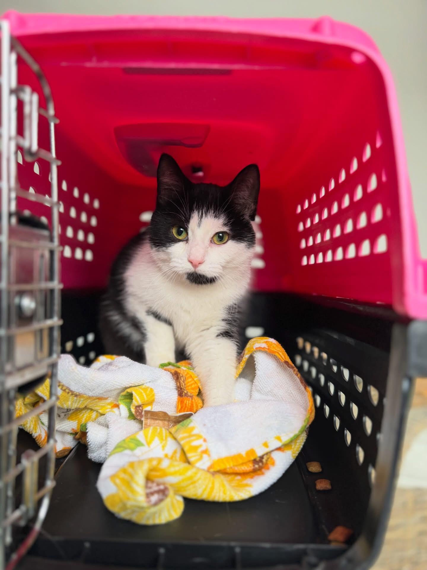 Enlarge Twist, a ADOPTABLE mixed breed in Newmarket, ON image 6/6