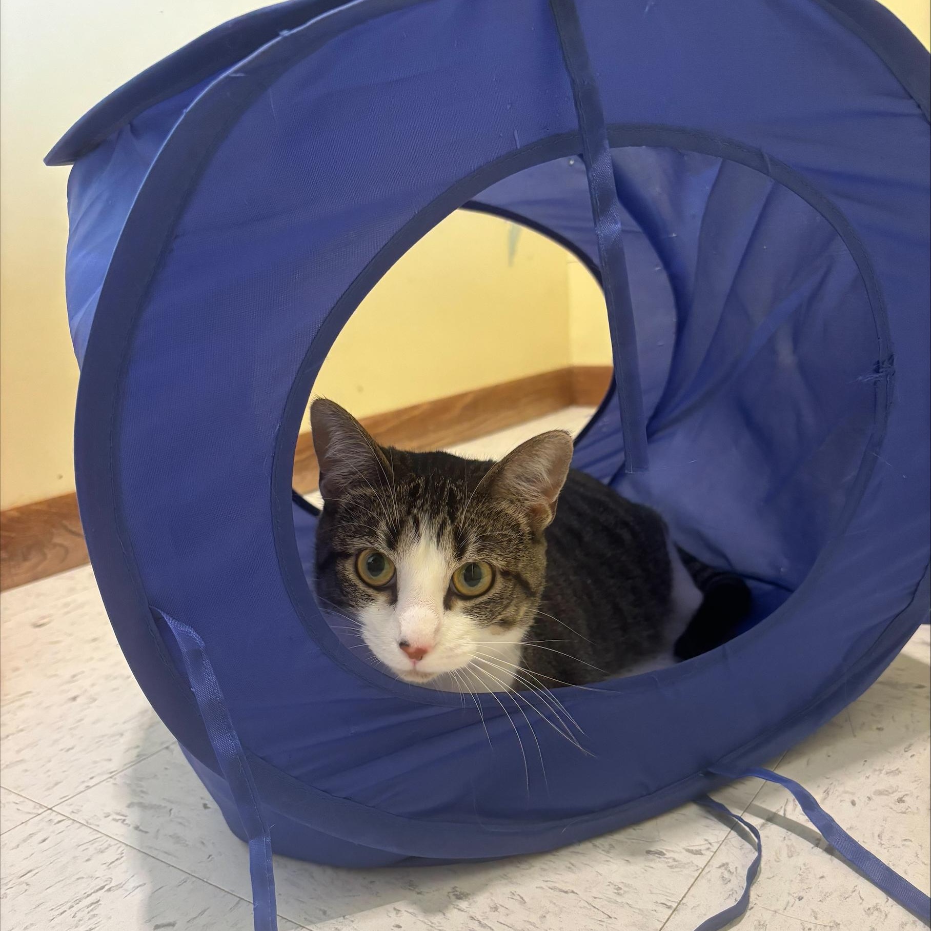 Enlarge Emma Jean, a Adoptable Domestic Short Hair in Hutchinson, MN image 2/4