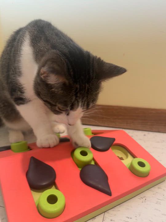 Enlarge Emma Jean, a Adoptable Domestic Short Hair in Hutchinson, MN video 4/4