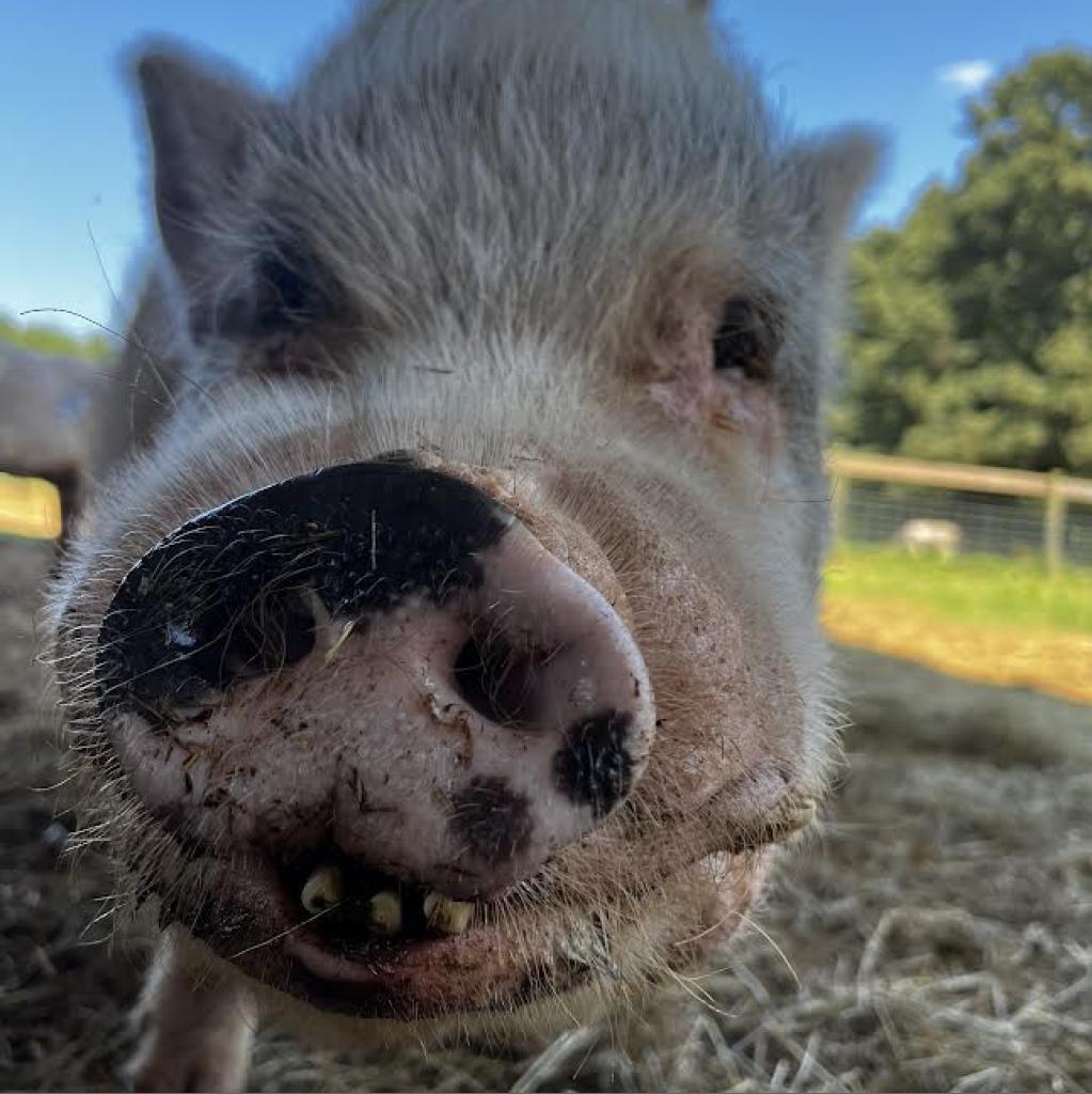 Willie, Adoptable, Adult Male Pig.