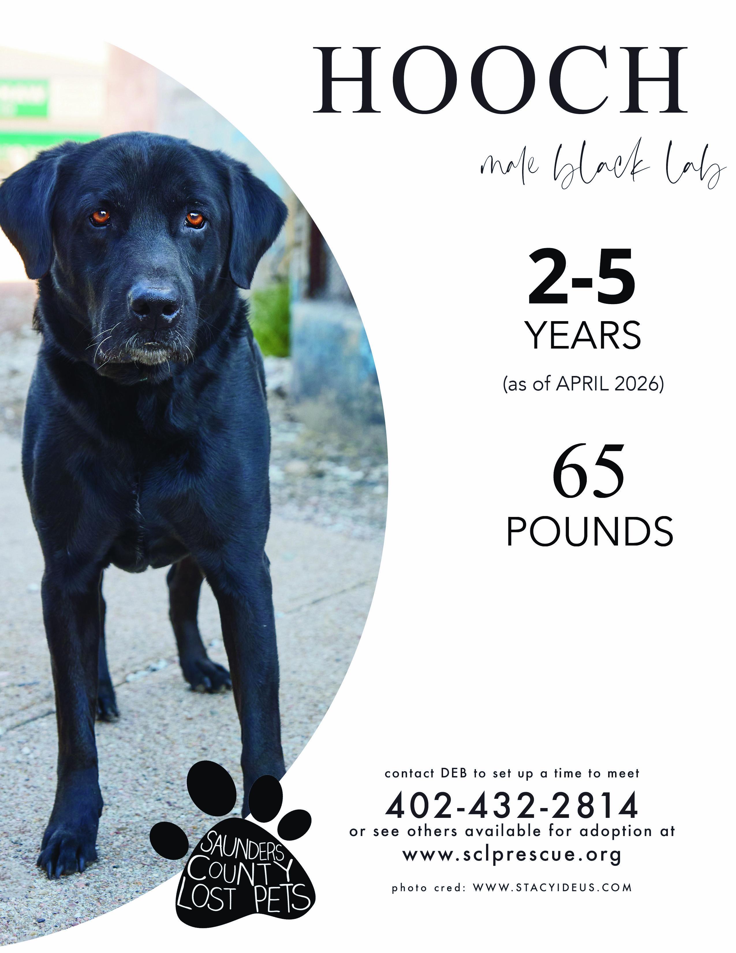 Enlarge Hooch, a ADOPTABLE Black Labrador Retriever in Wahoo, NE image 1/1
