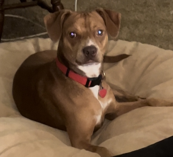 Kruze, a Adoptable mixed breed in Leesburg, GA image 1/2