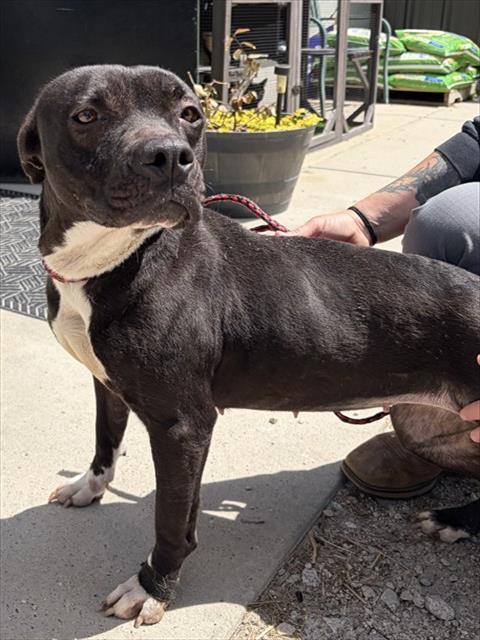 MI' AMORE, Adoptable, Young Female Labrador Retriever & American Staffordshire Terrier.