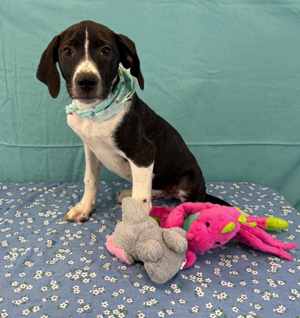 Mackerel, Adoptable, Puppy Male Affenpinscher.