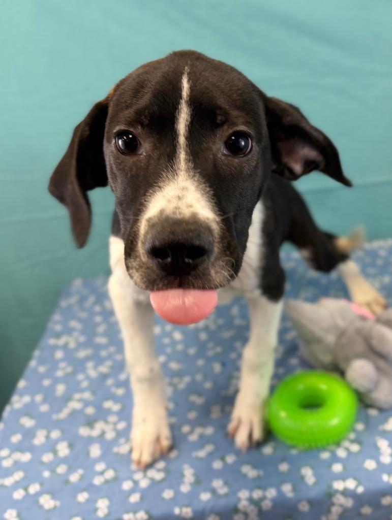 Enlarge Mackerel, a Adoptable mixed breed in Nacogdoches, TX image 2/3