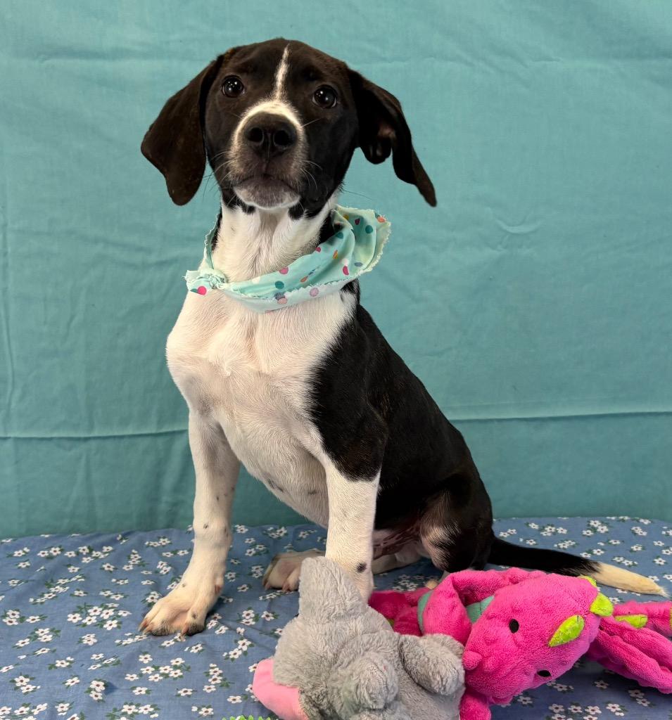 Enlarge Mackerel, a Adoptable mixed breed in Nacogdoches, TX image 3/3