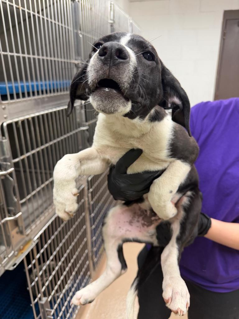 Enlarge Mackerel, a Adoptable mixed breed in Nacogdoches, TX image 1/1