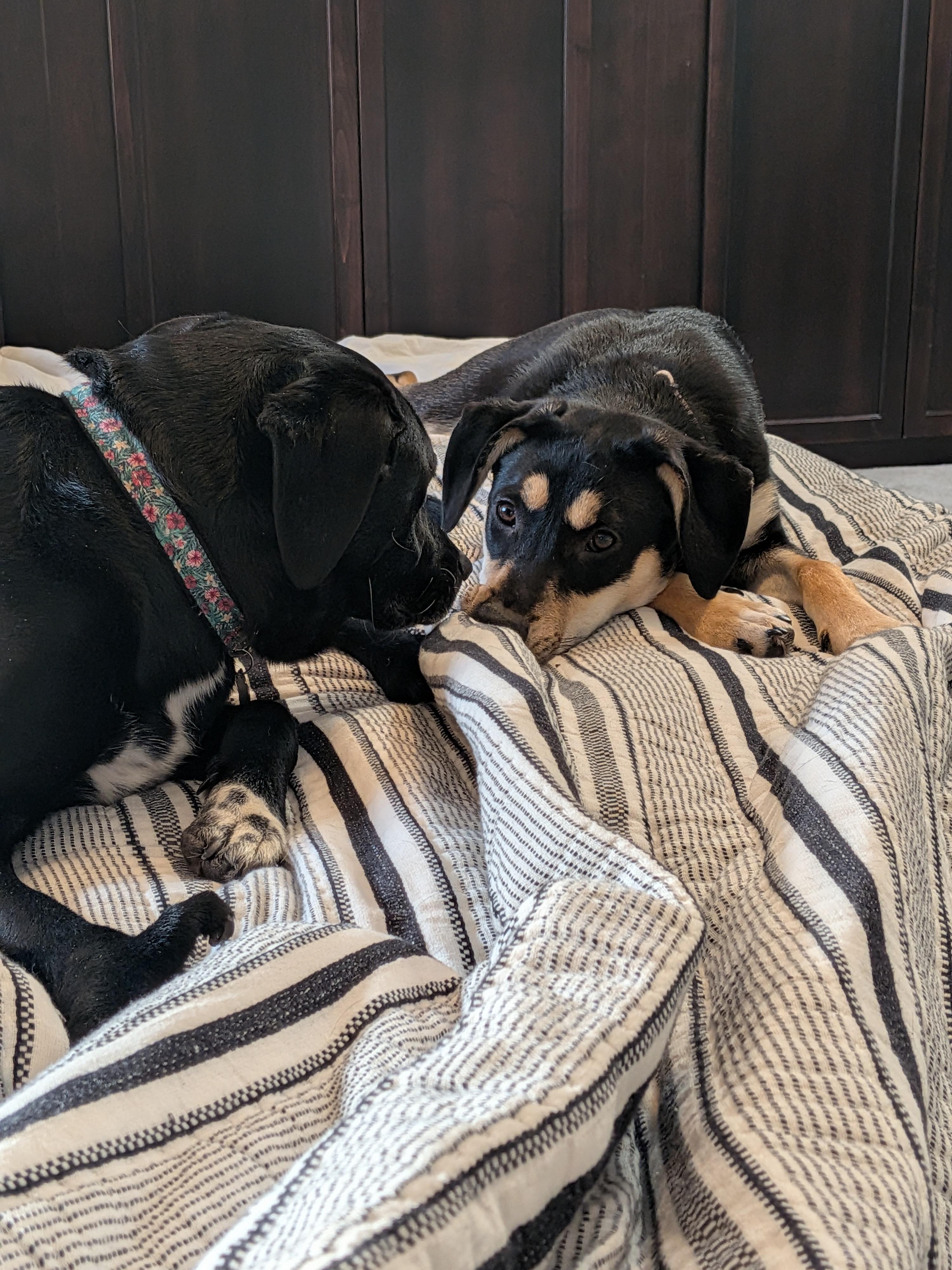 Enlarge Tilly, a ADOPTABLE mixed breed in Minneapolis, MN image 6/6