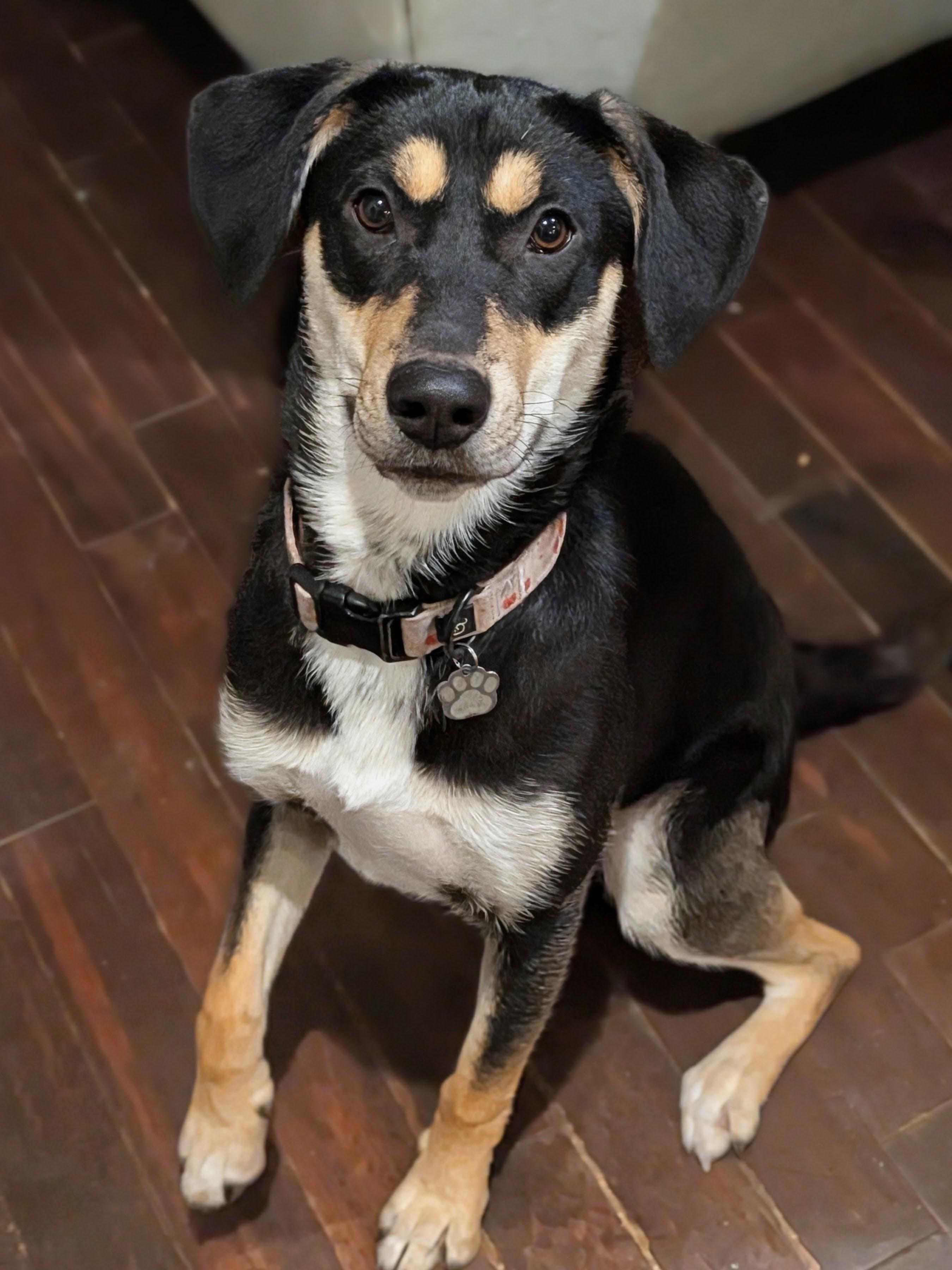 Enlarge Tilly, a ADOPTABLE mixed breed in Minneapolis, MN image 3/6