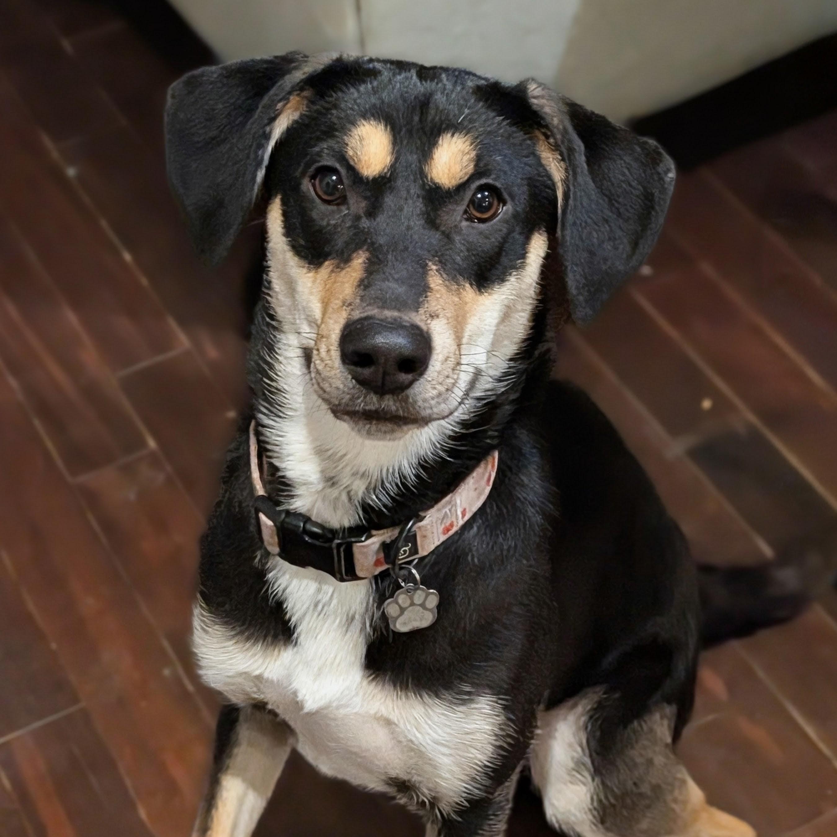 Enlarge Tilly, a ADOPTABLE mixed breed in Minneapolis, MN image 1/6