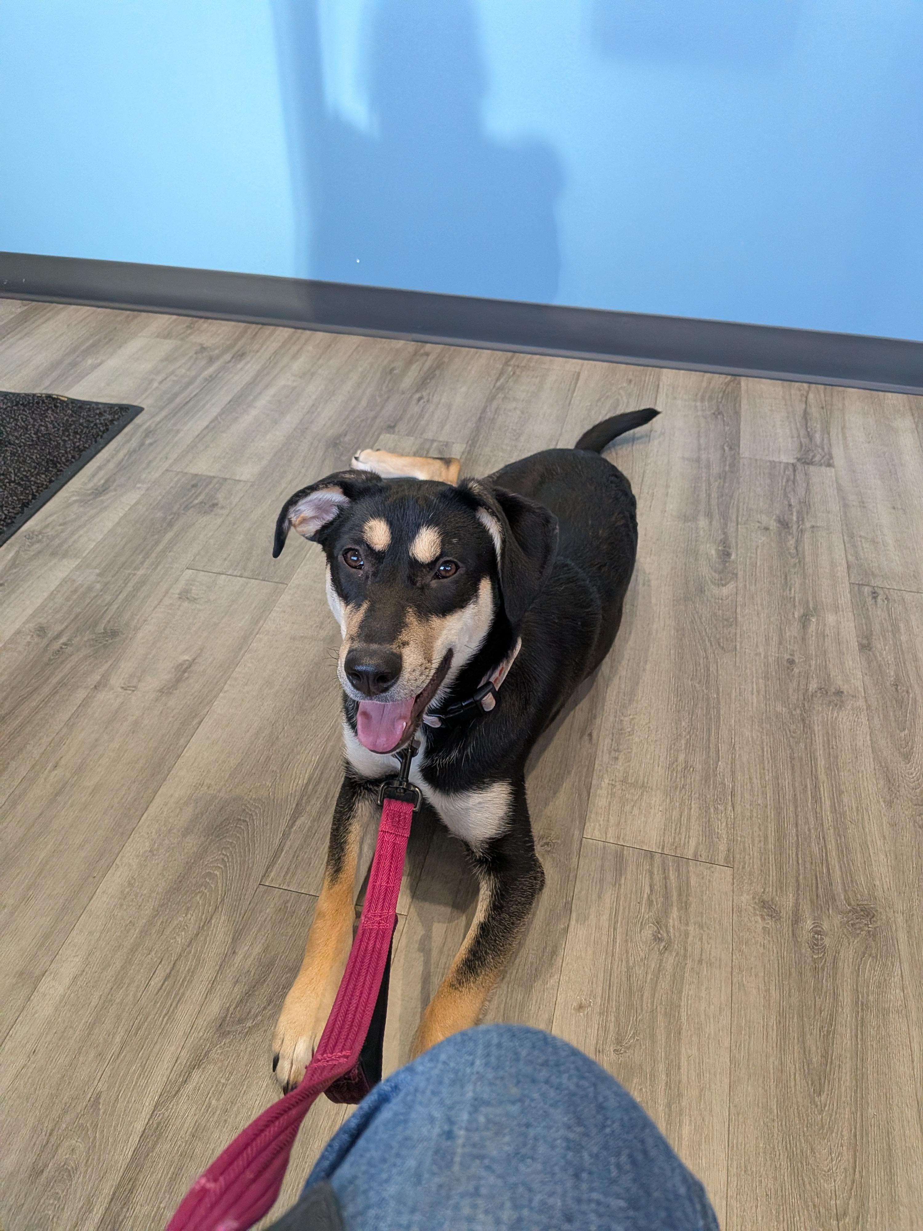 Enlarge Tilly, a ADOPTABLE mixed breed in Minneapolis, MN image 5/6