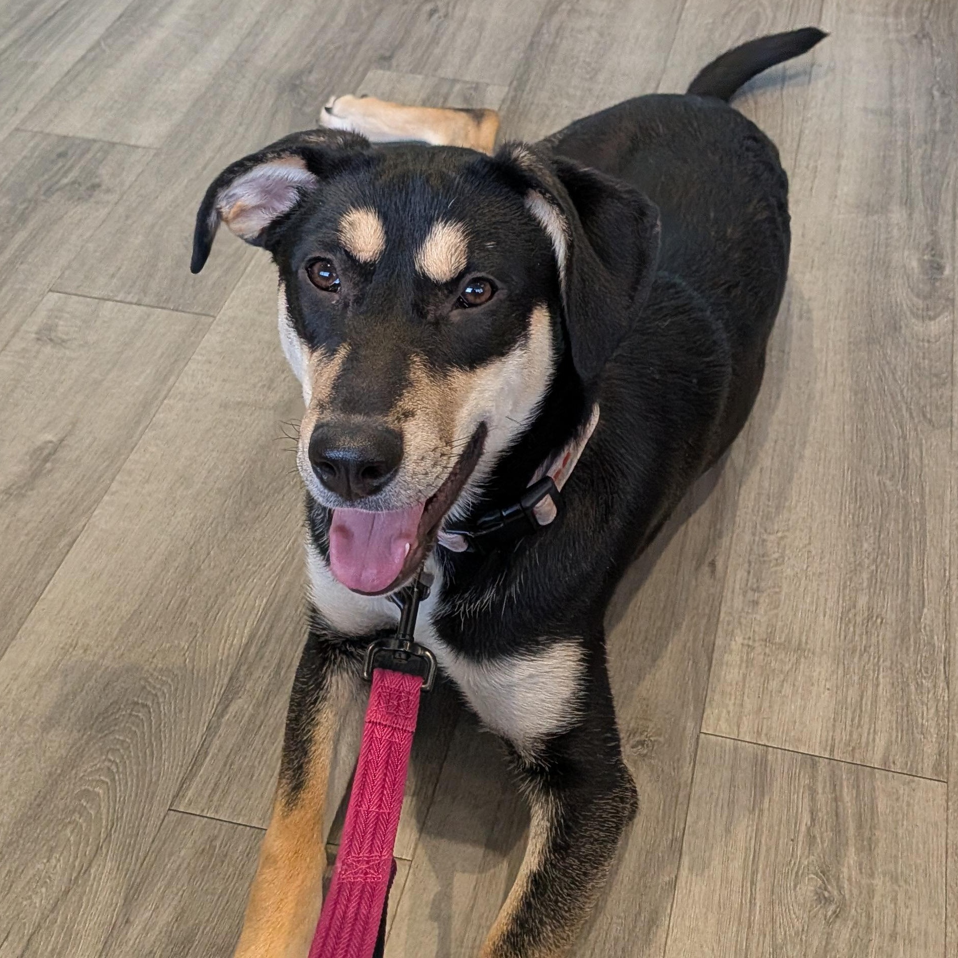 Enlarge Tilly, a ADOPTABLE mixed breed in Minneapolis, MN image 3/6