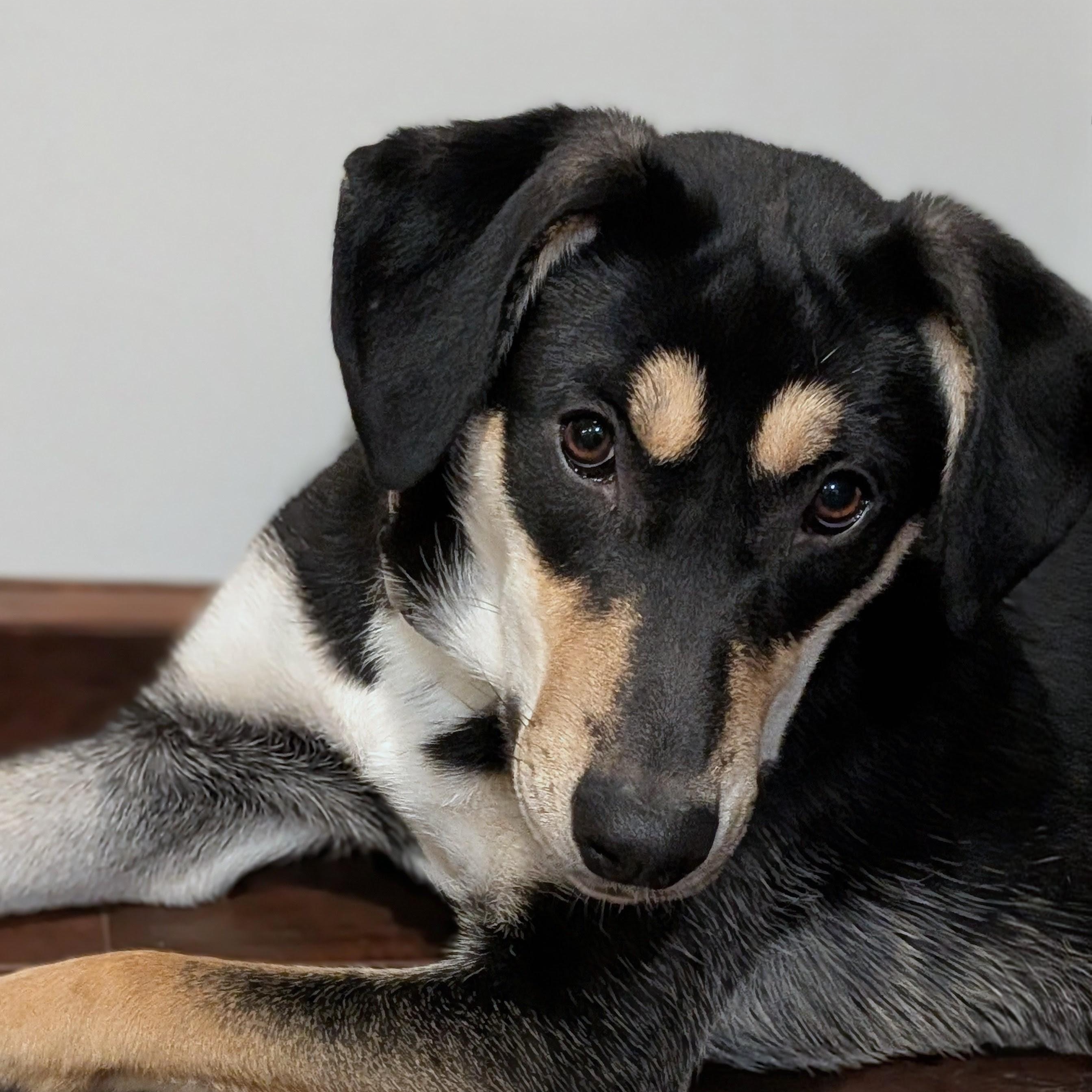 Enlarge Tilly, a ADOPTABLE mixed breed in Minneapolis, MN image 1/6