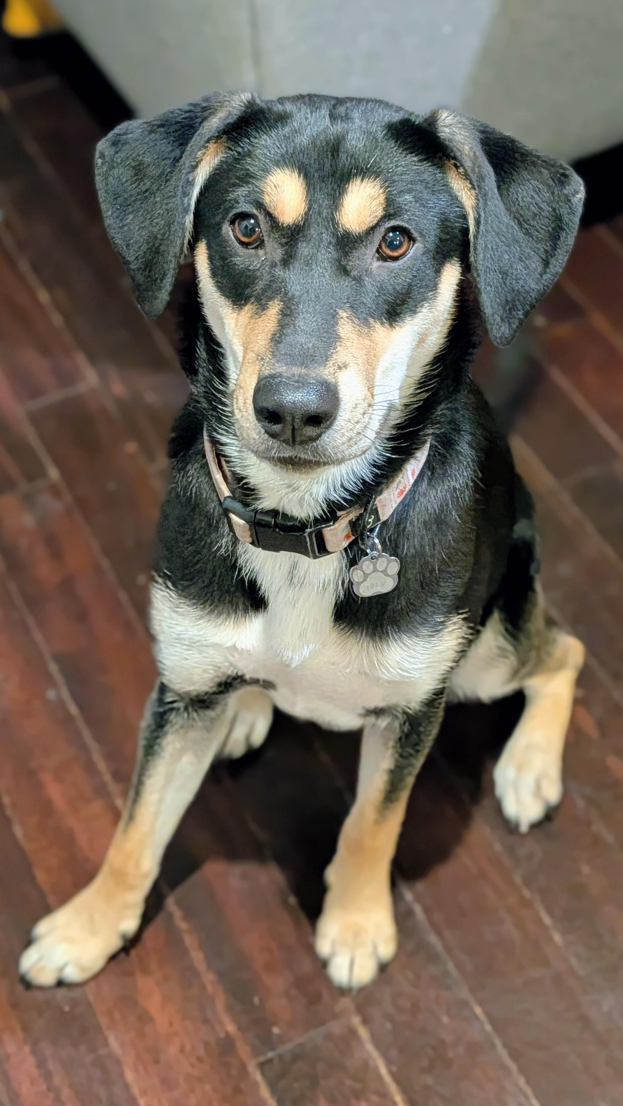 Enlarge Tilly, a ADOPTABLE mixed breed in Minneapolis, MN image 2/6