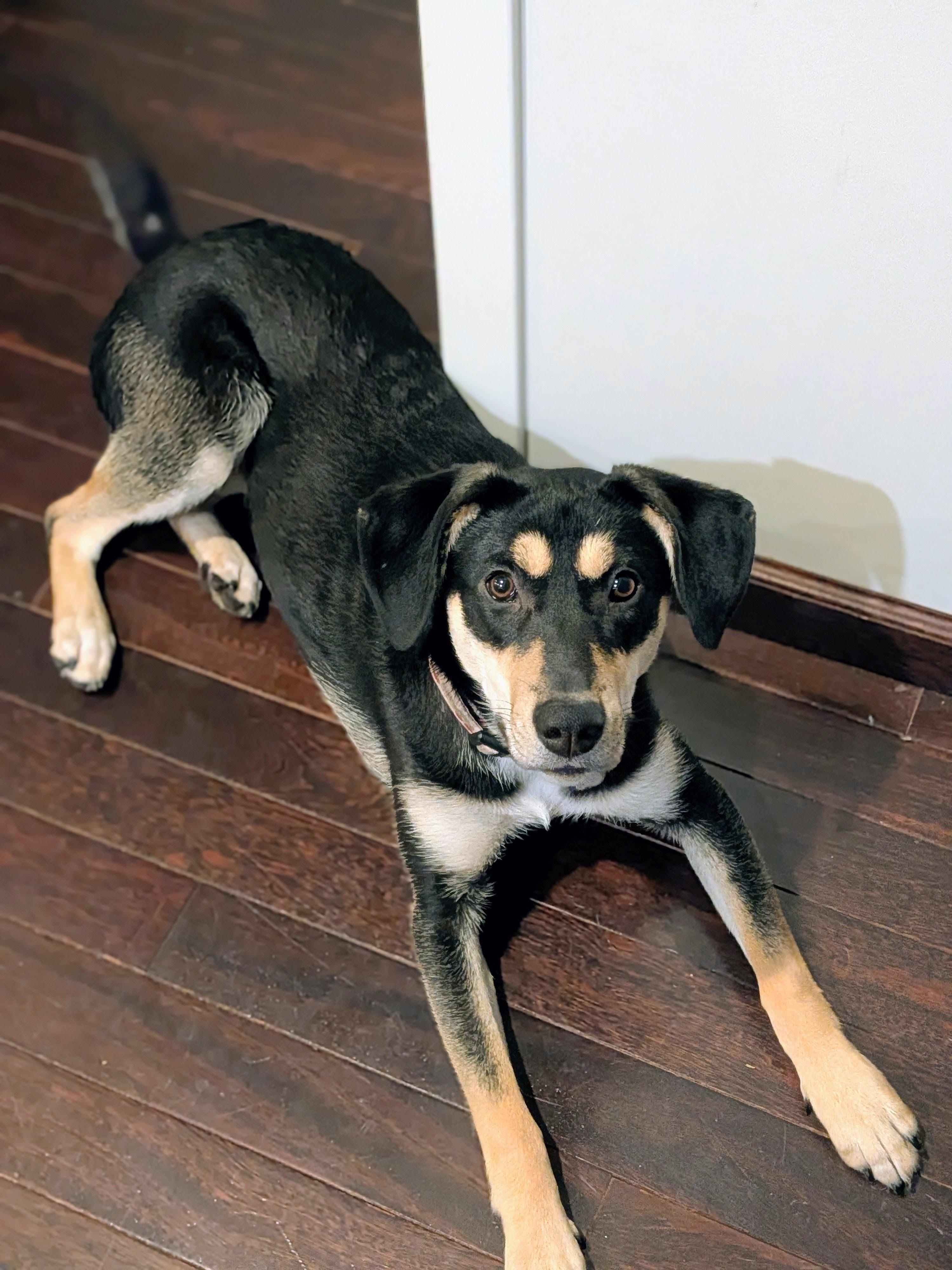 Enlarge Tilly, a ADOPTABLE mixed breed in Minneapolis, MN image 4/6