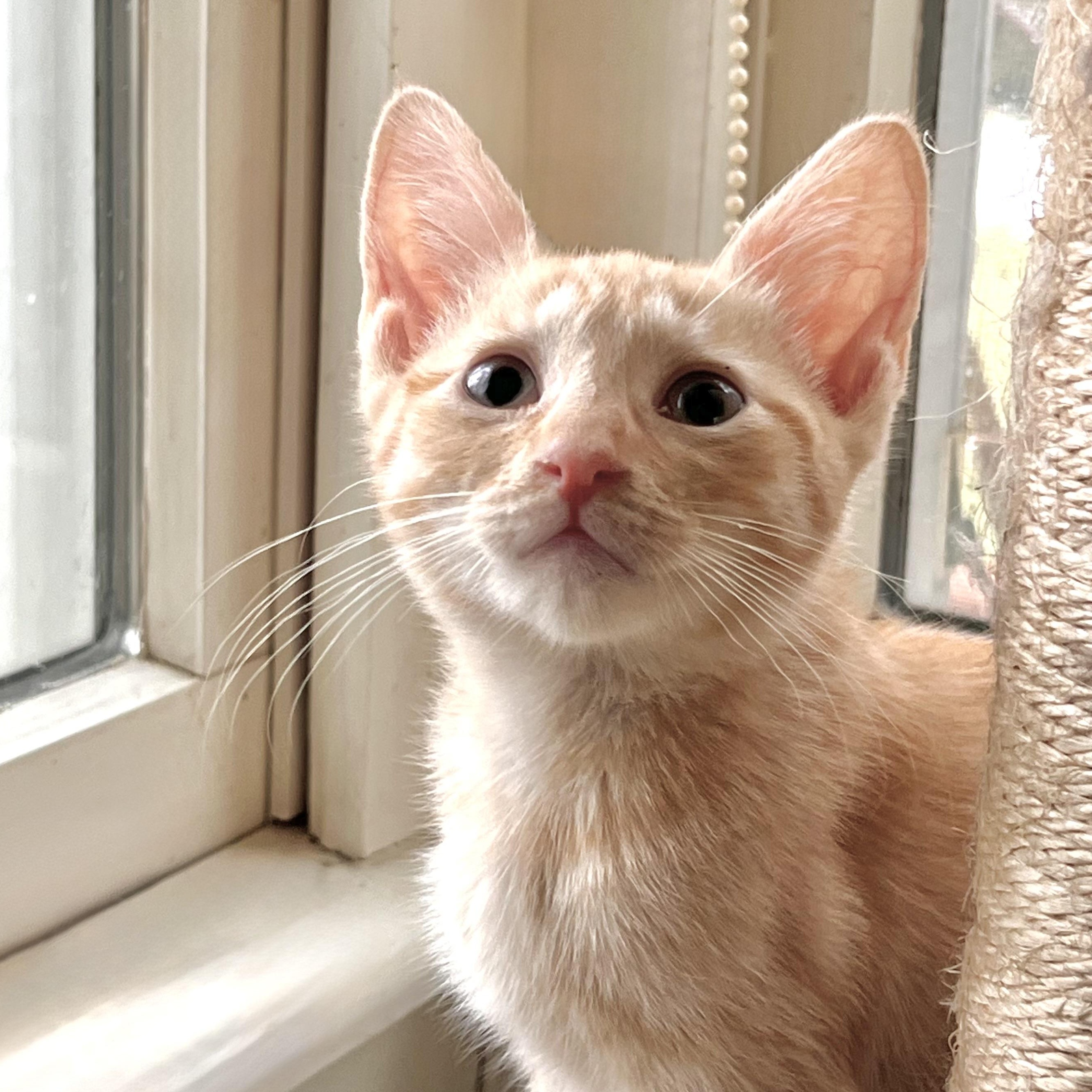 Enlarge Barnaby, an adopted Domestic Short Hair in Maplewood, NJ image 1/6
