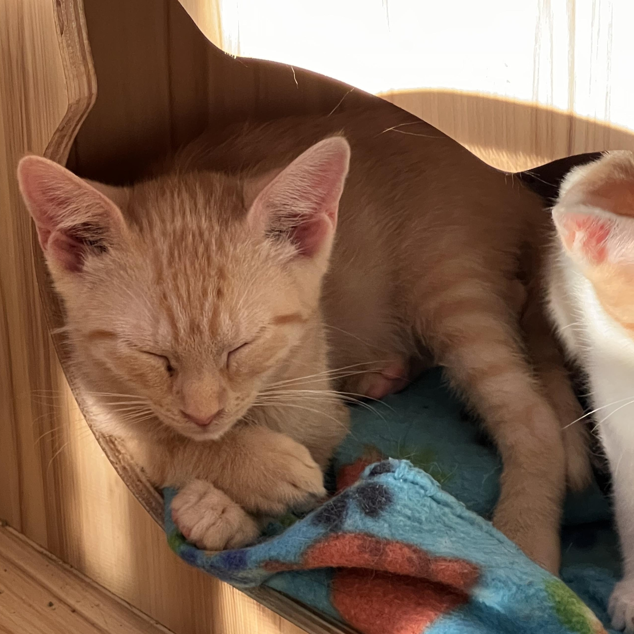Enlarge Barnaby, an adopted Domestic Short Hair in Maplewood, NJ image 3/6
