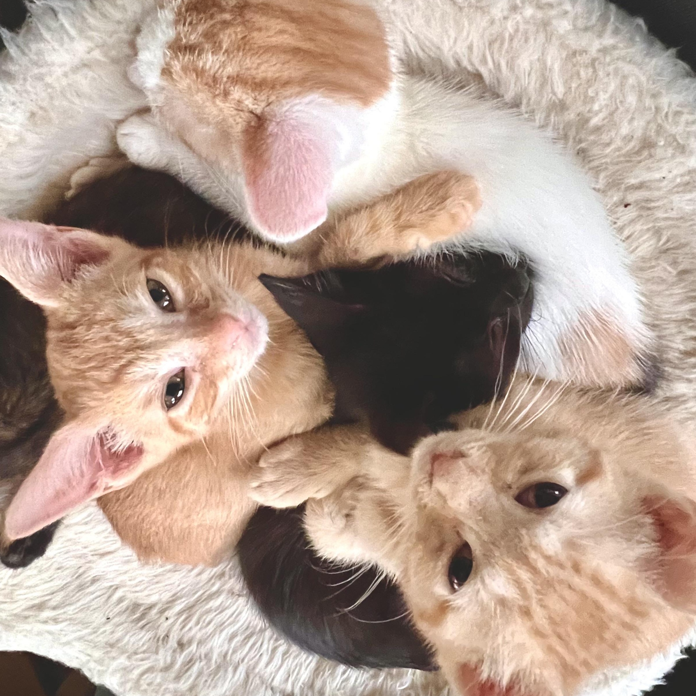 Enlarge Barnaby, an adopted Domestic Short Hair in Maplewood, NJ image 2/6