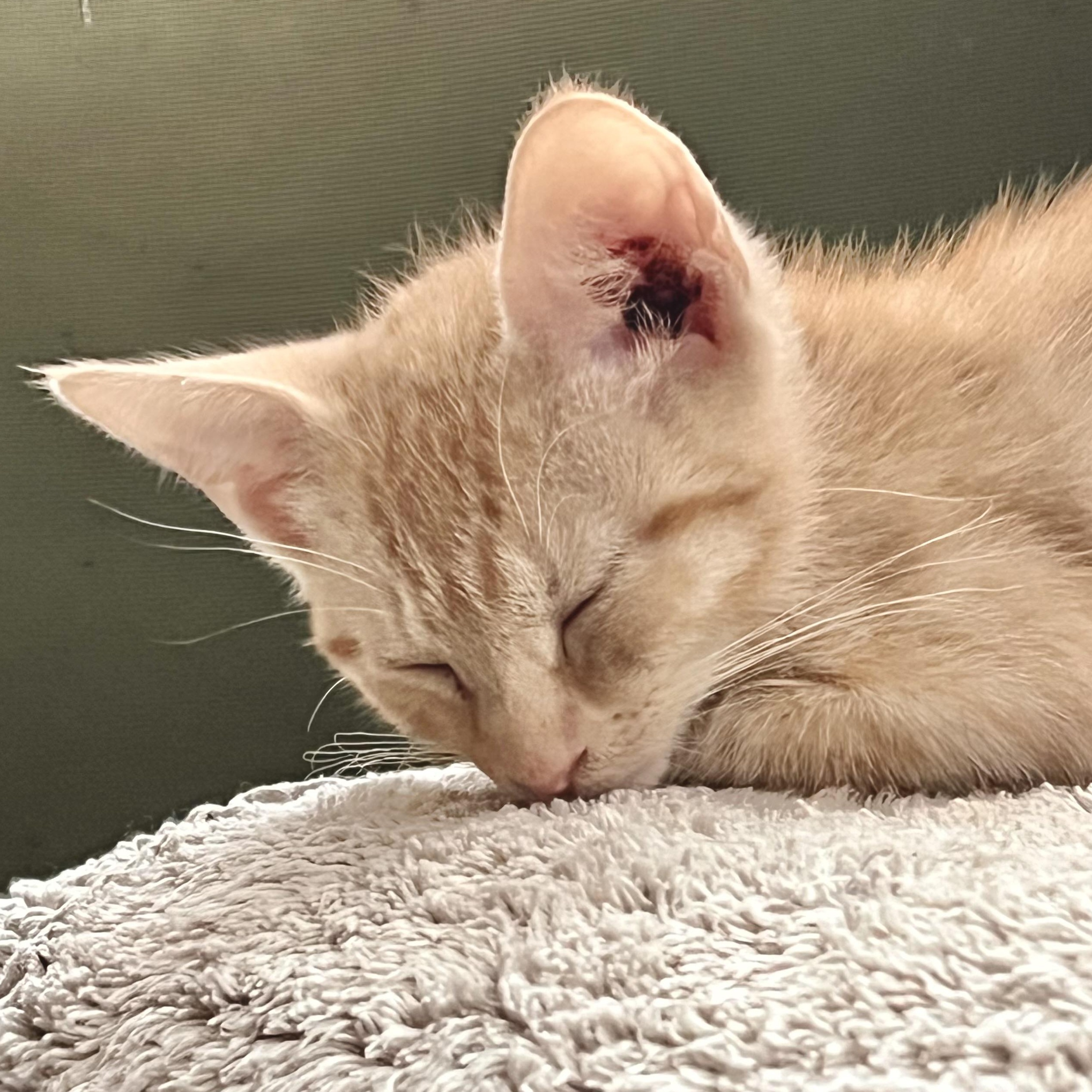 Enlarge Barnaby, an adopted Domestic Short Hair in Maplewood, NJ image 5/6