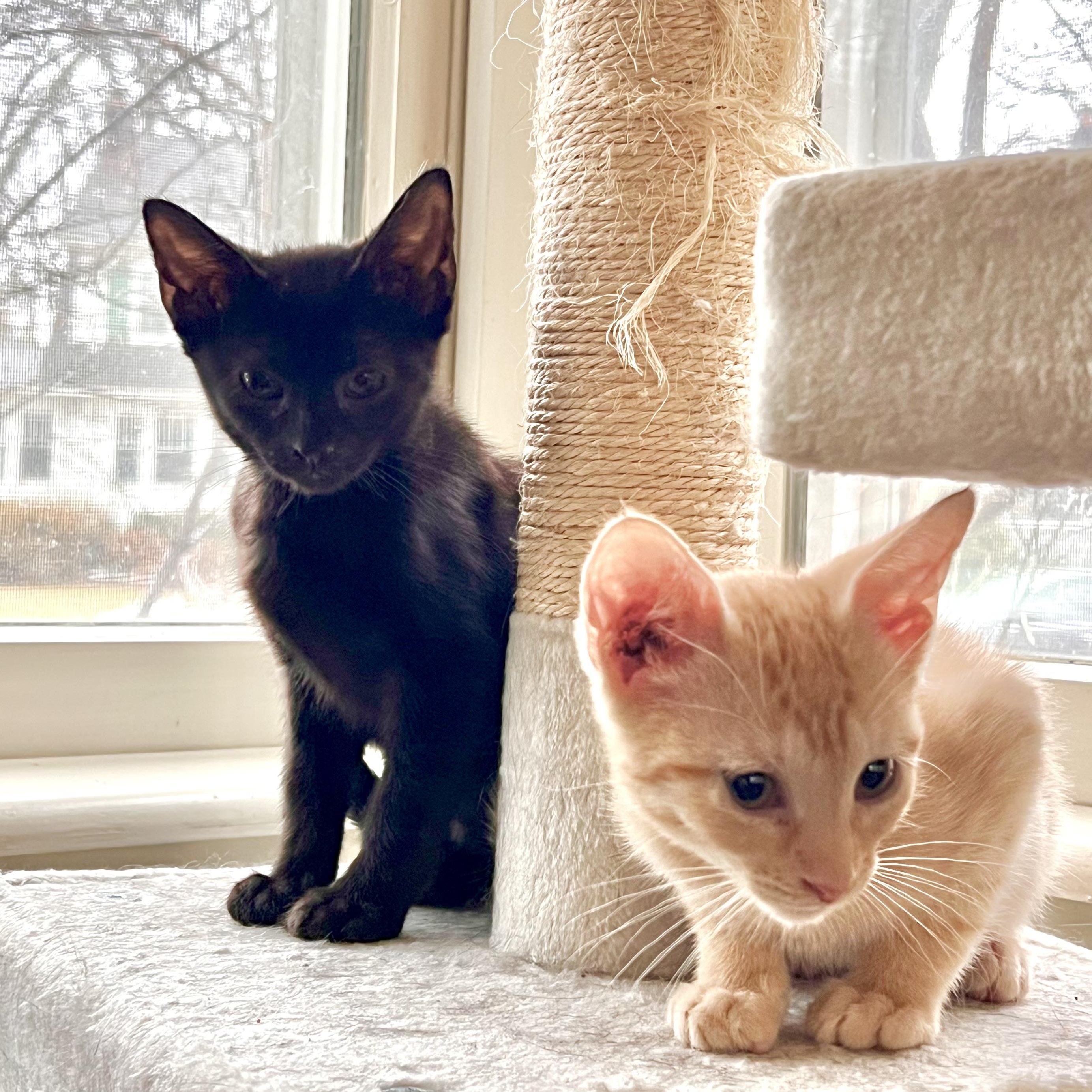 Enlarge Barnaby, an adopted Domestic Short Hair in Maplewood, NJ image 4/6