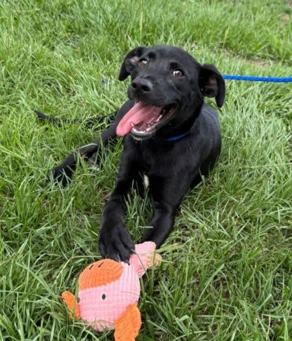 Enlarge Georgia, an adopted mixed breed in Elkton, MD image 3/4