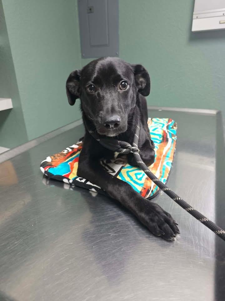 Enlarge Georgia, an adopted mixed breed in Elkton, MD image 2/4